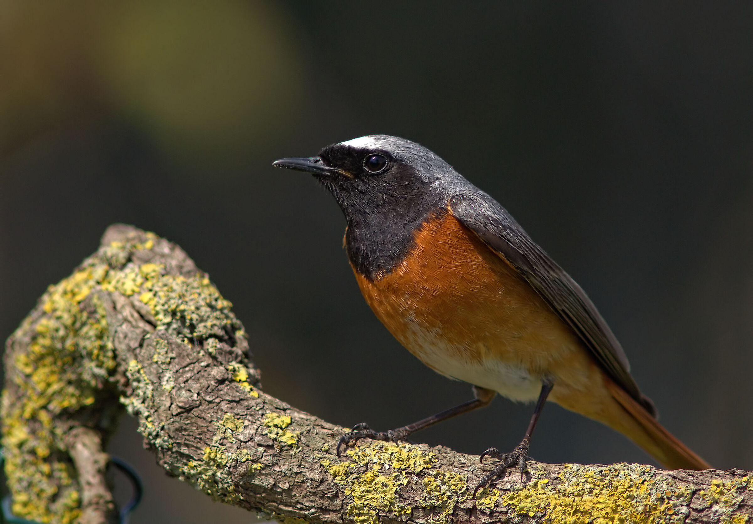 Codirosso comune maschio