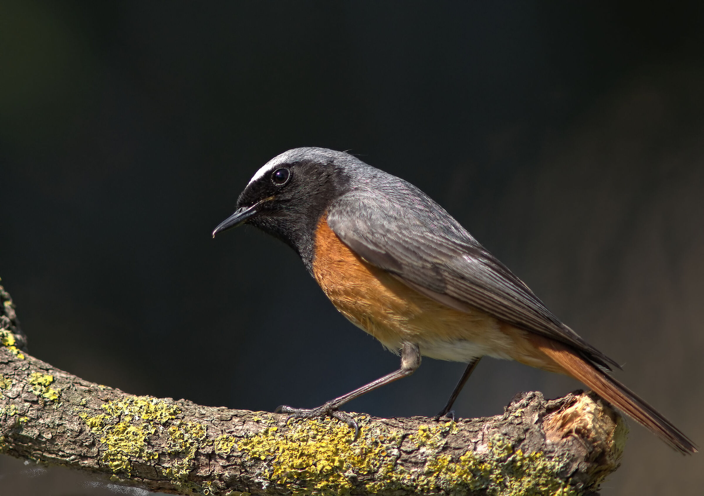 Codirosso comune maschio