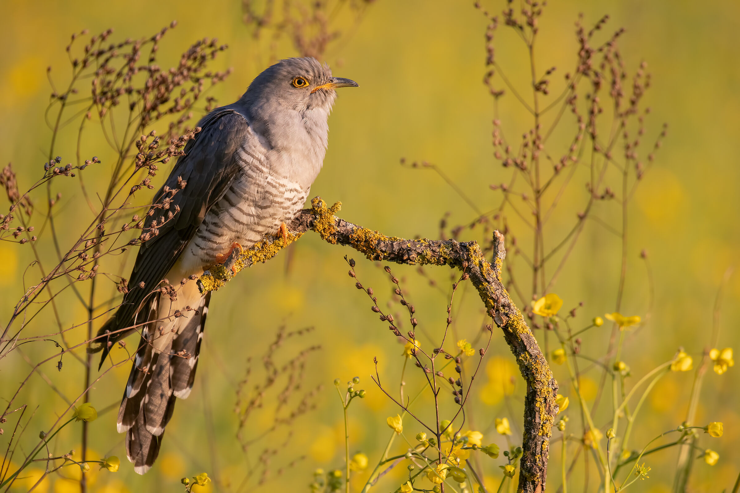 Simply cuckoo Municipality