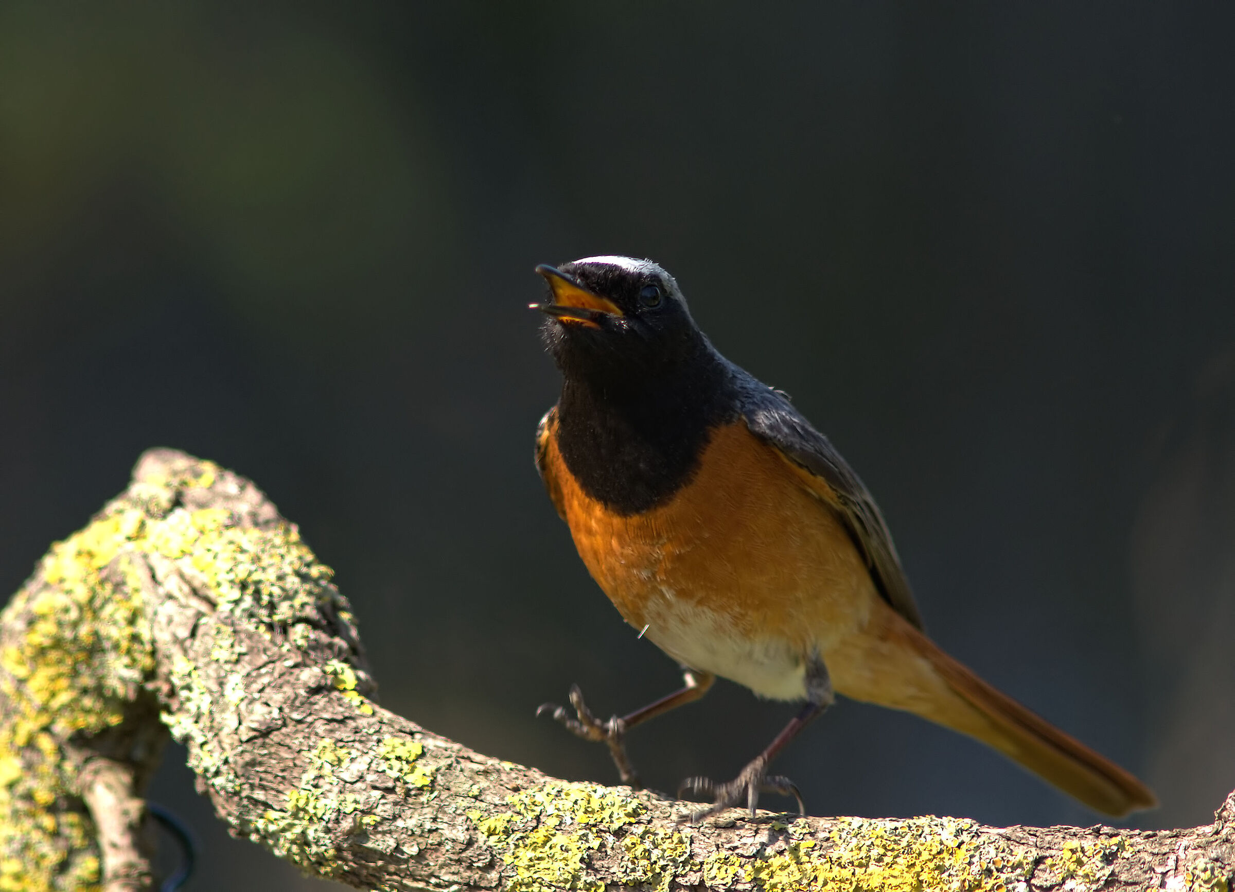 Codirosso comune maschio