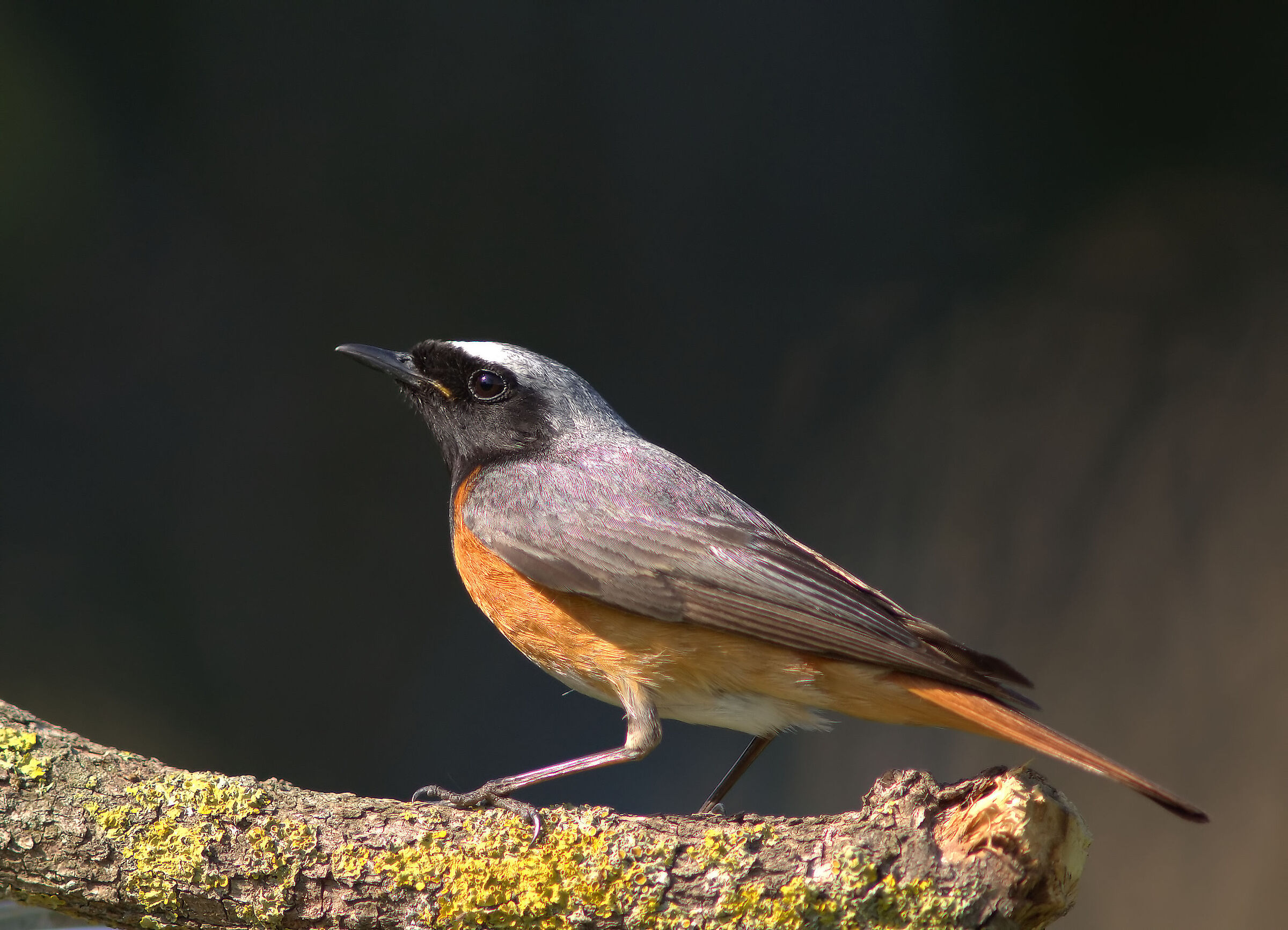 Codirosso comune maschio