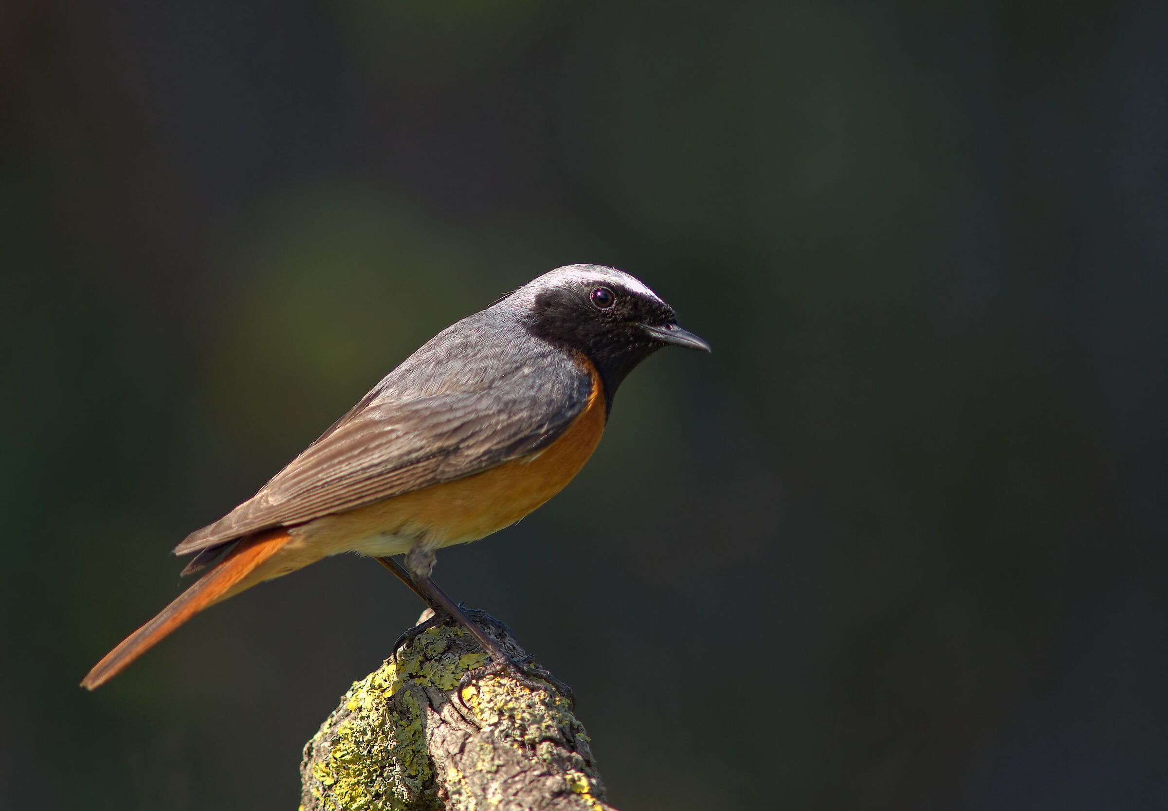 Codirosso comune maschio