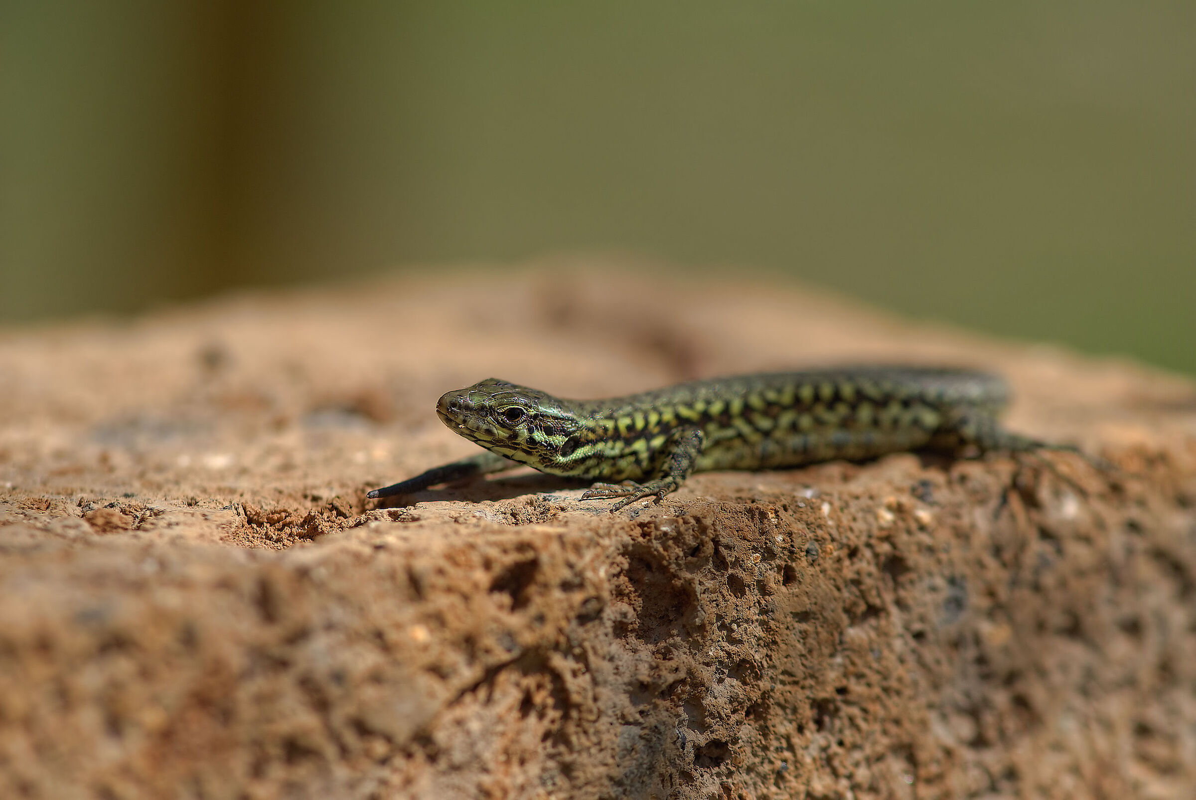 Wall lizard