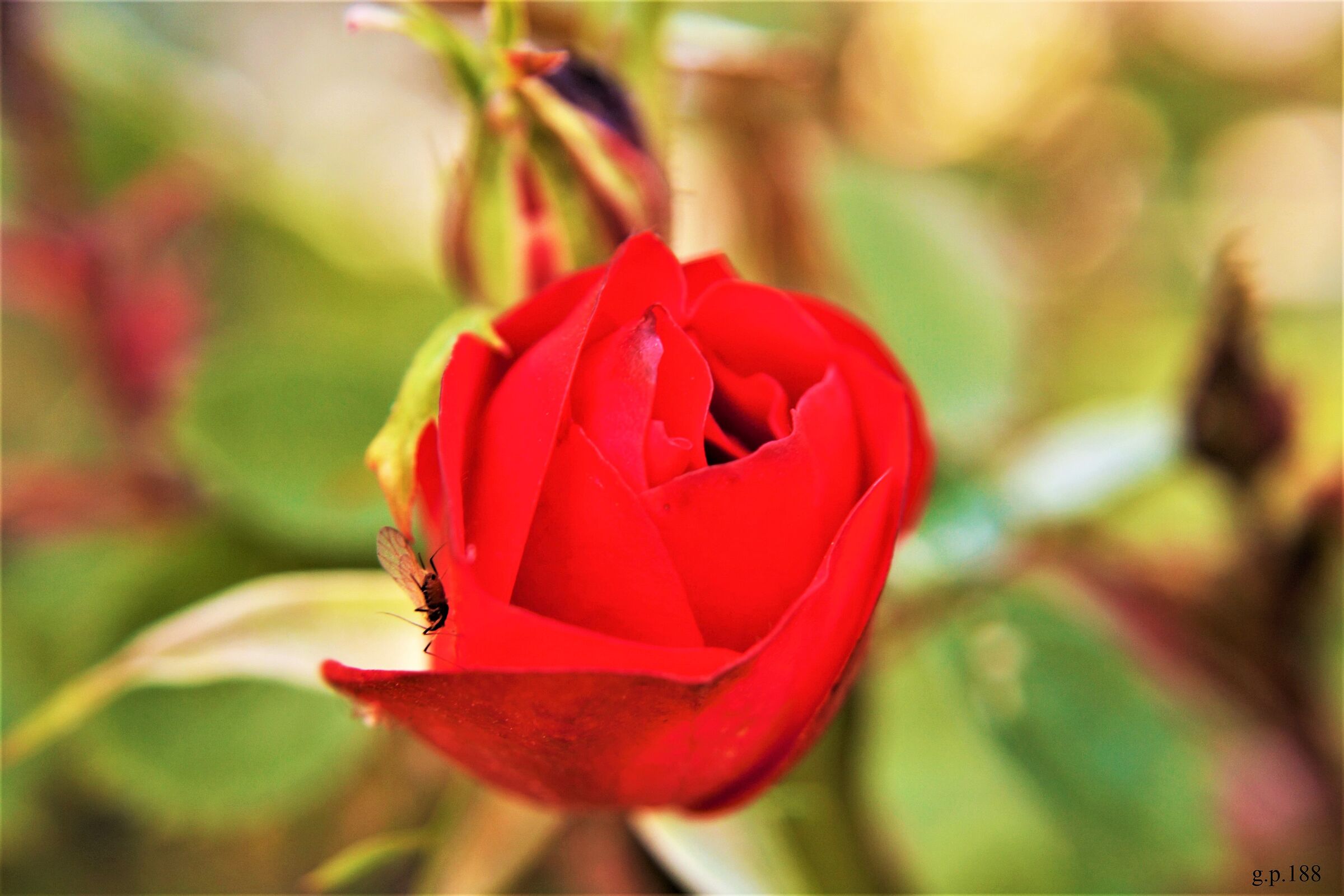 Bocciolo di Rosa con ospite