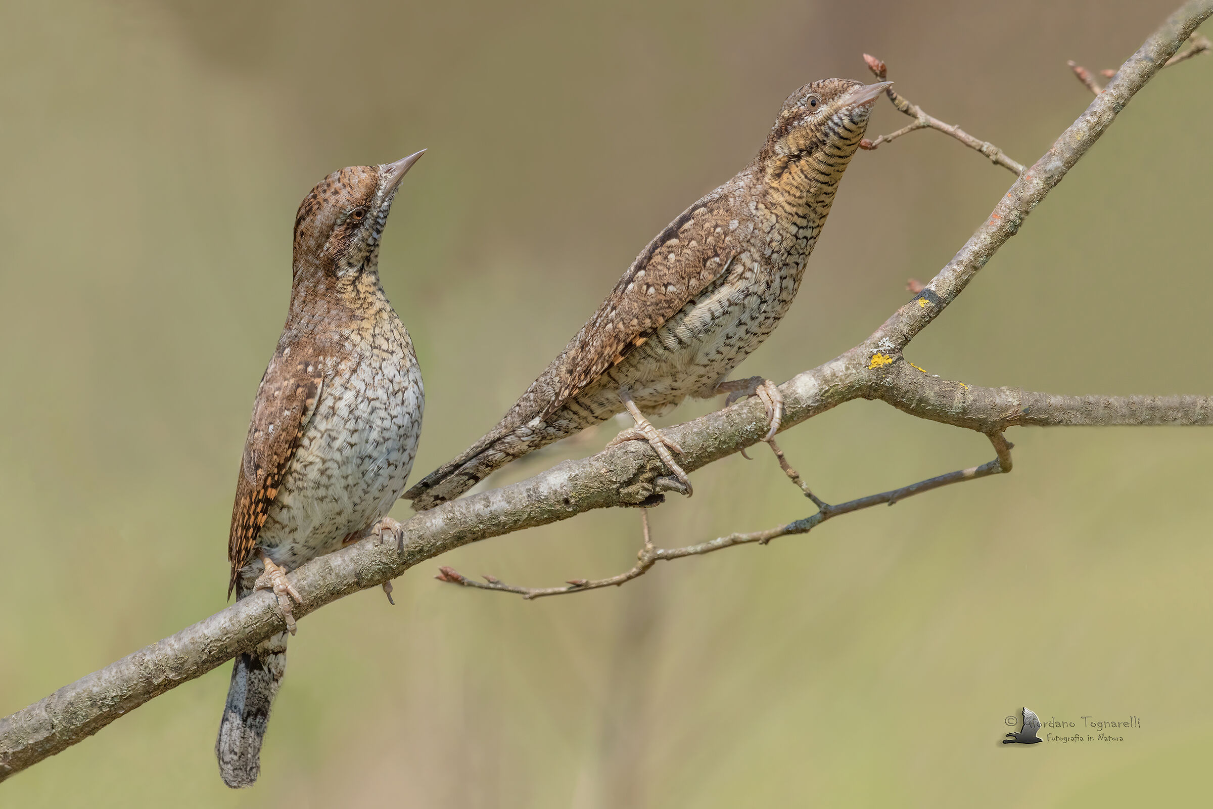 Torcicollo coppia (Jynx torquilla)