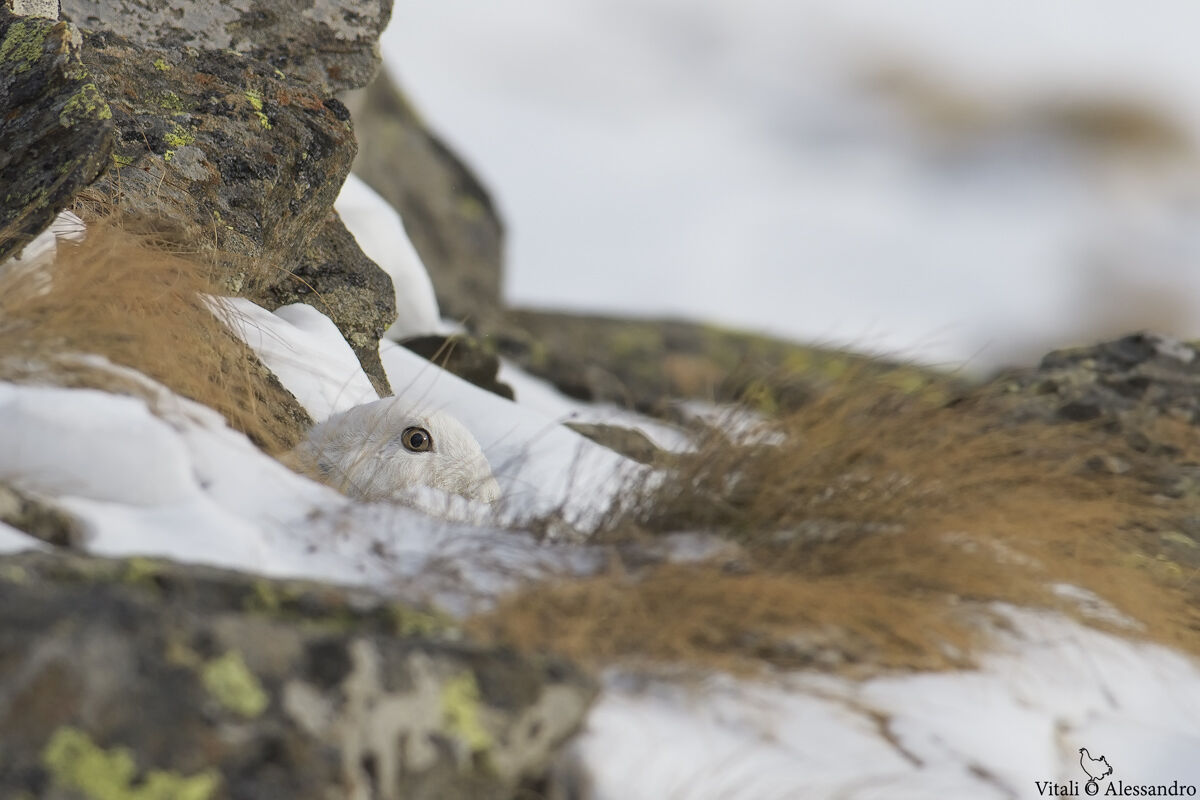 White Hare