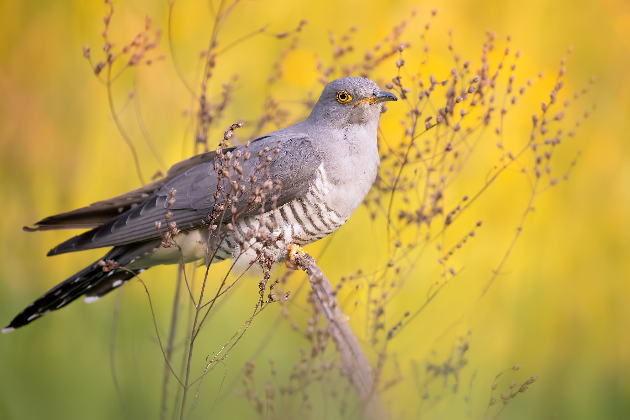 And if the light then...