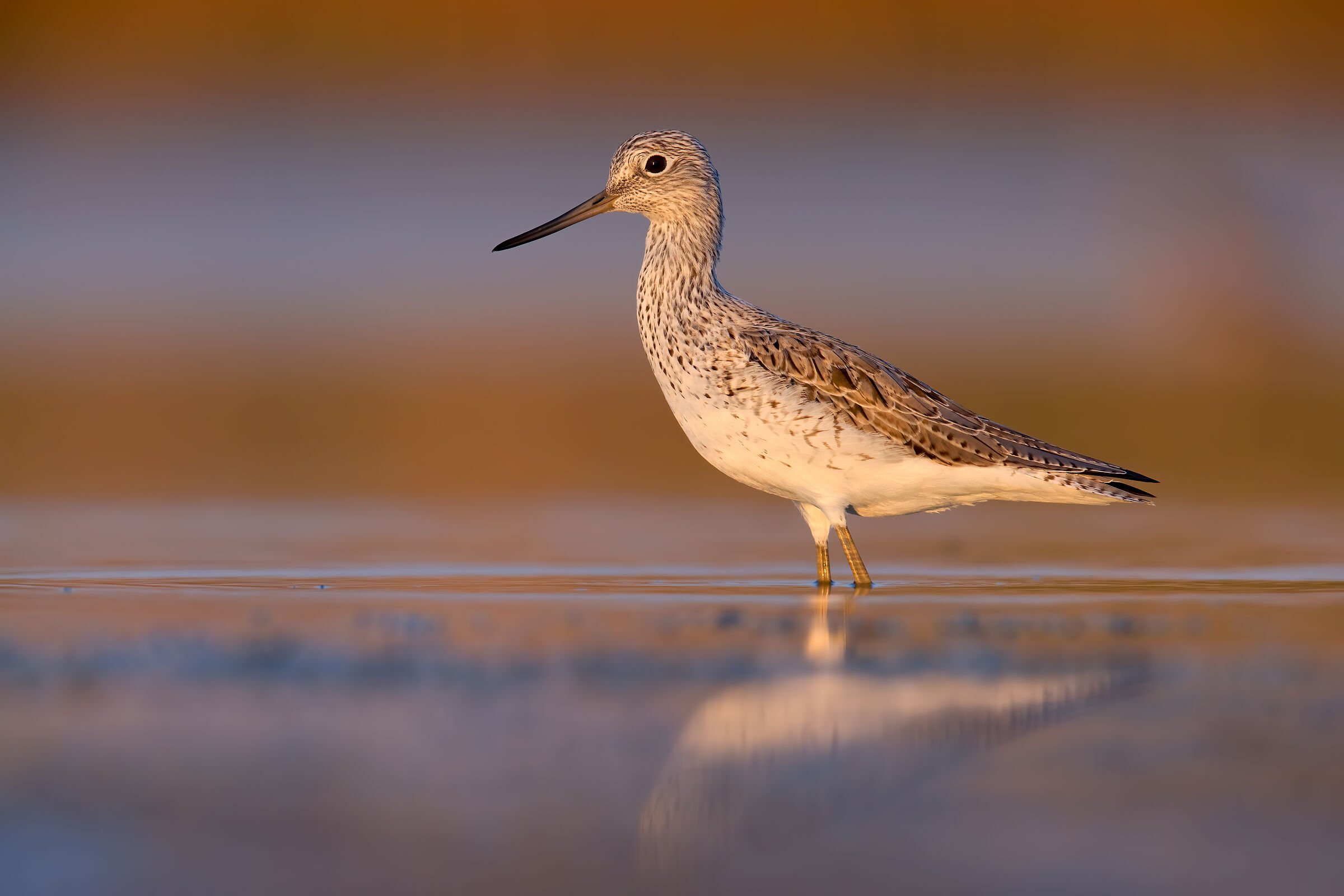 greenshank