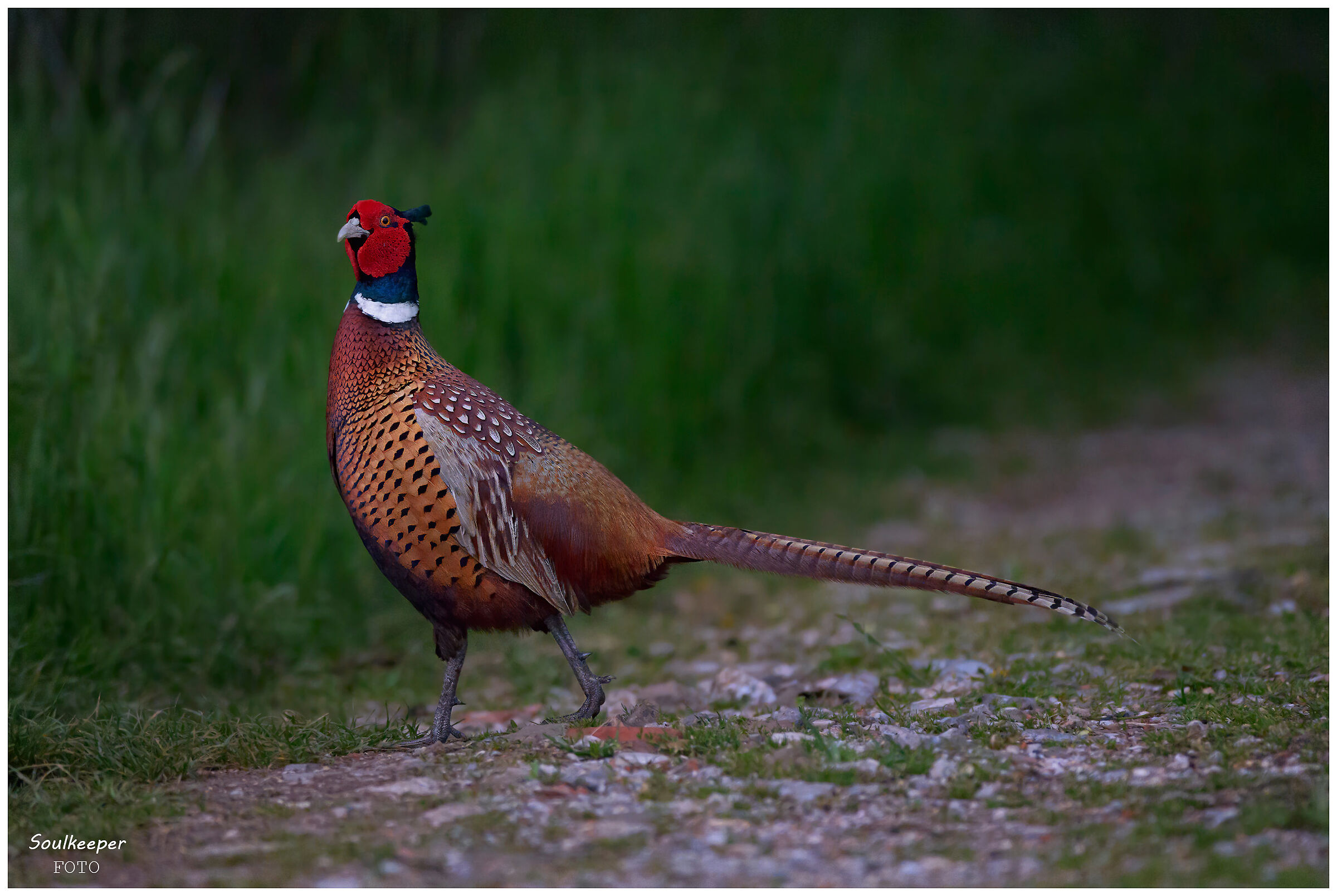 Fierezza ed eleganza. ISO 10.000.