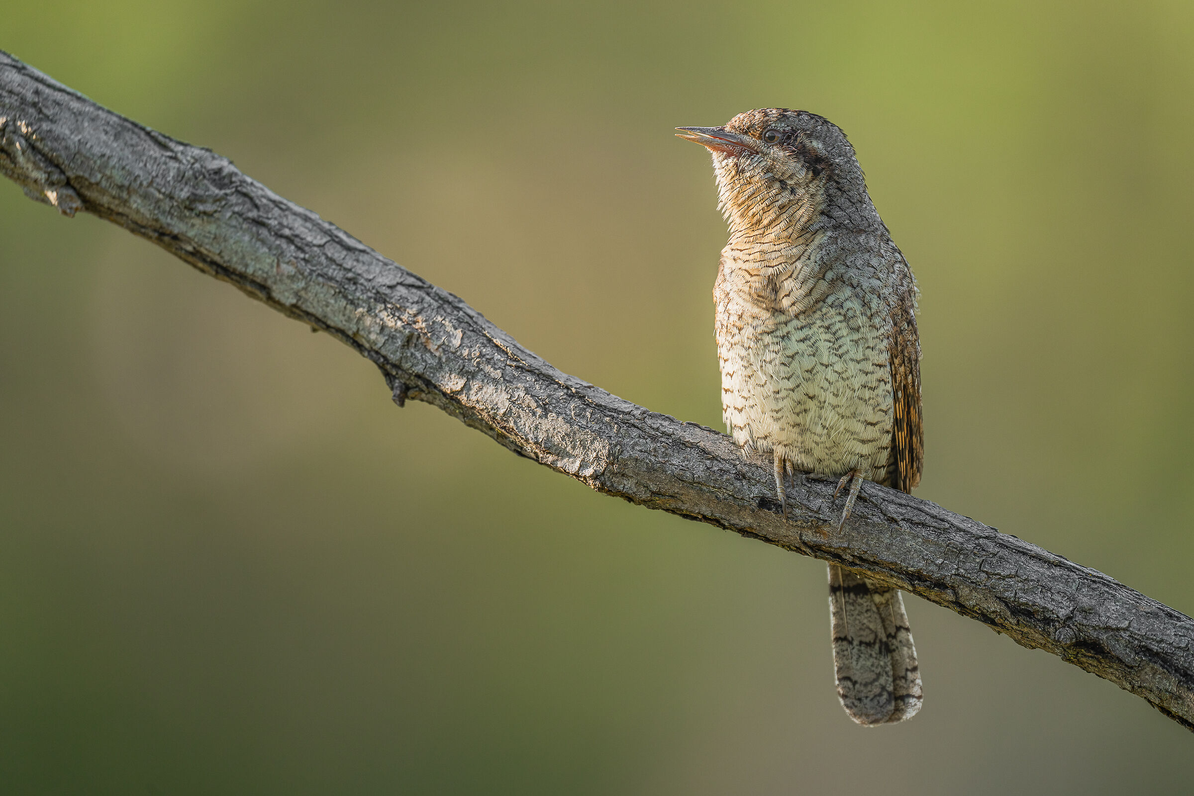 torcicollo al tramonto