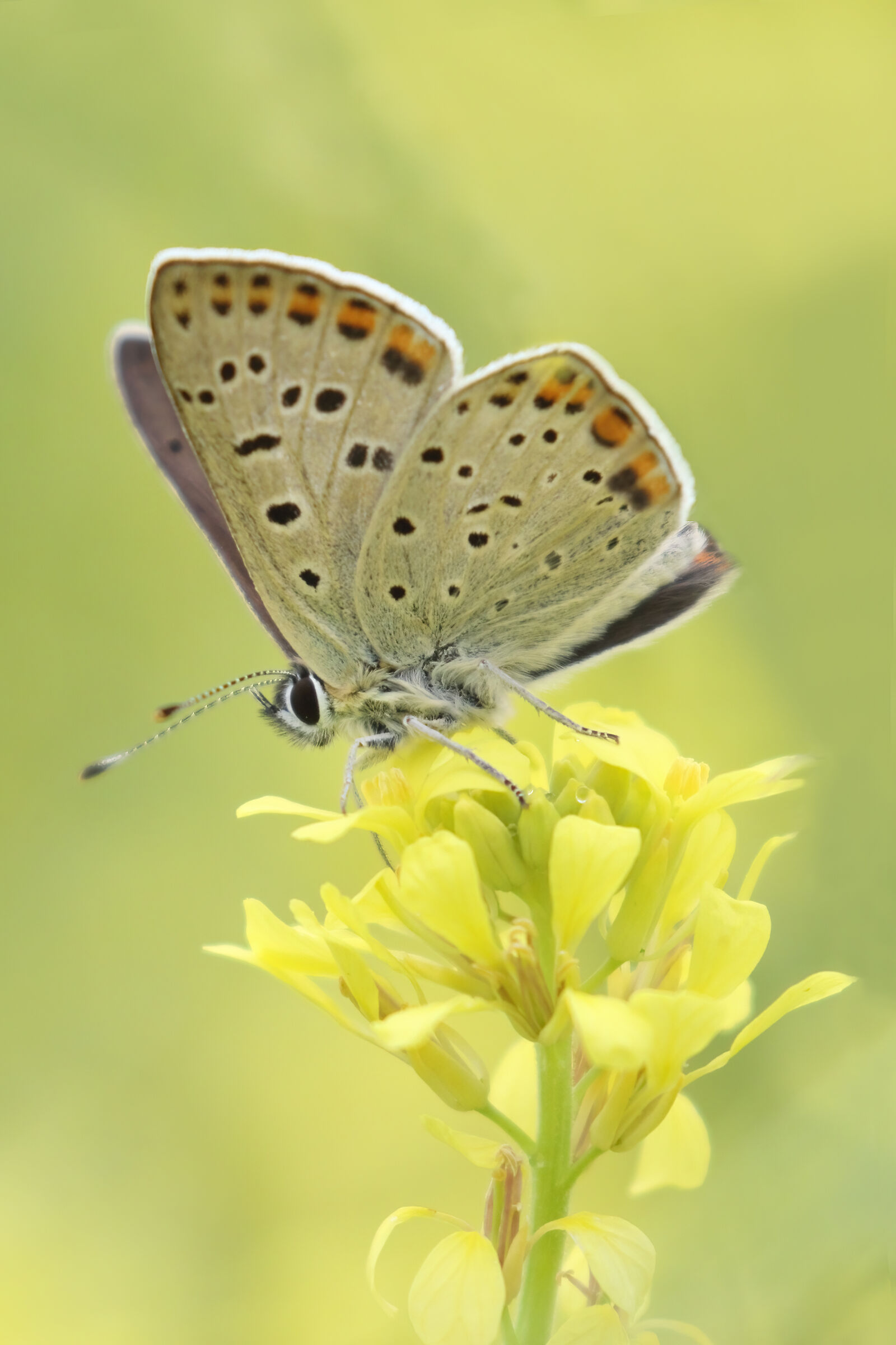 Plebejus