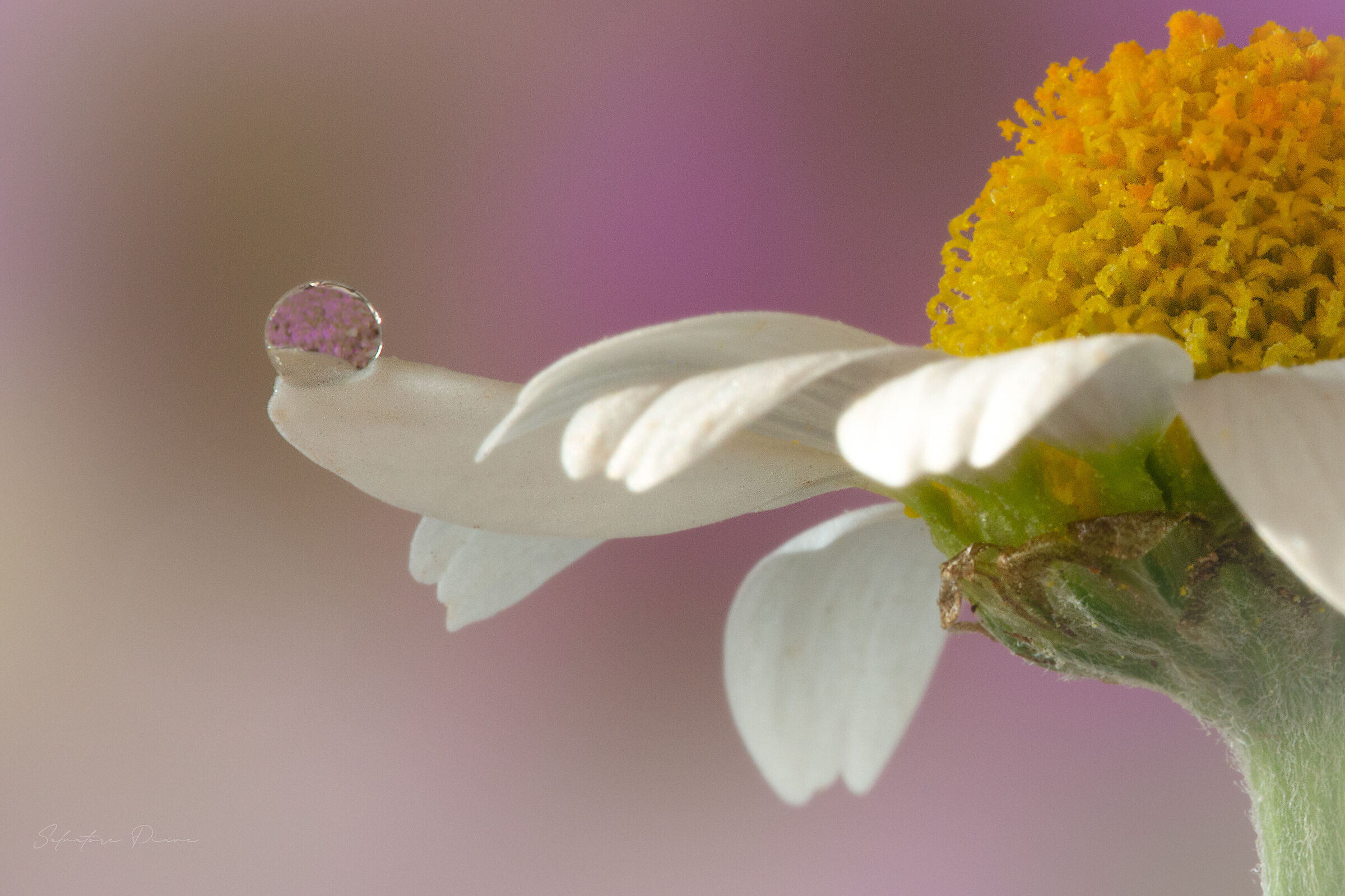 Delicately posed