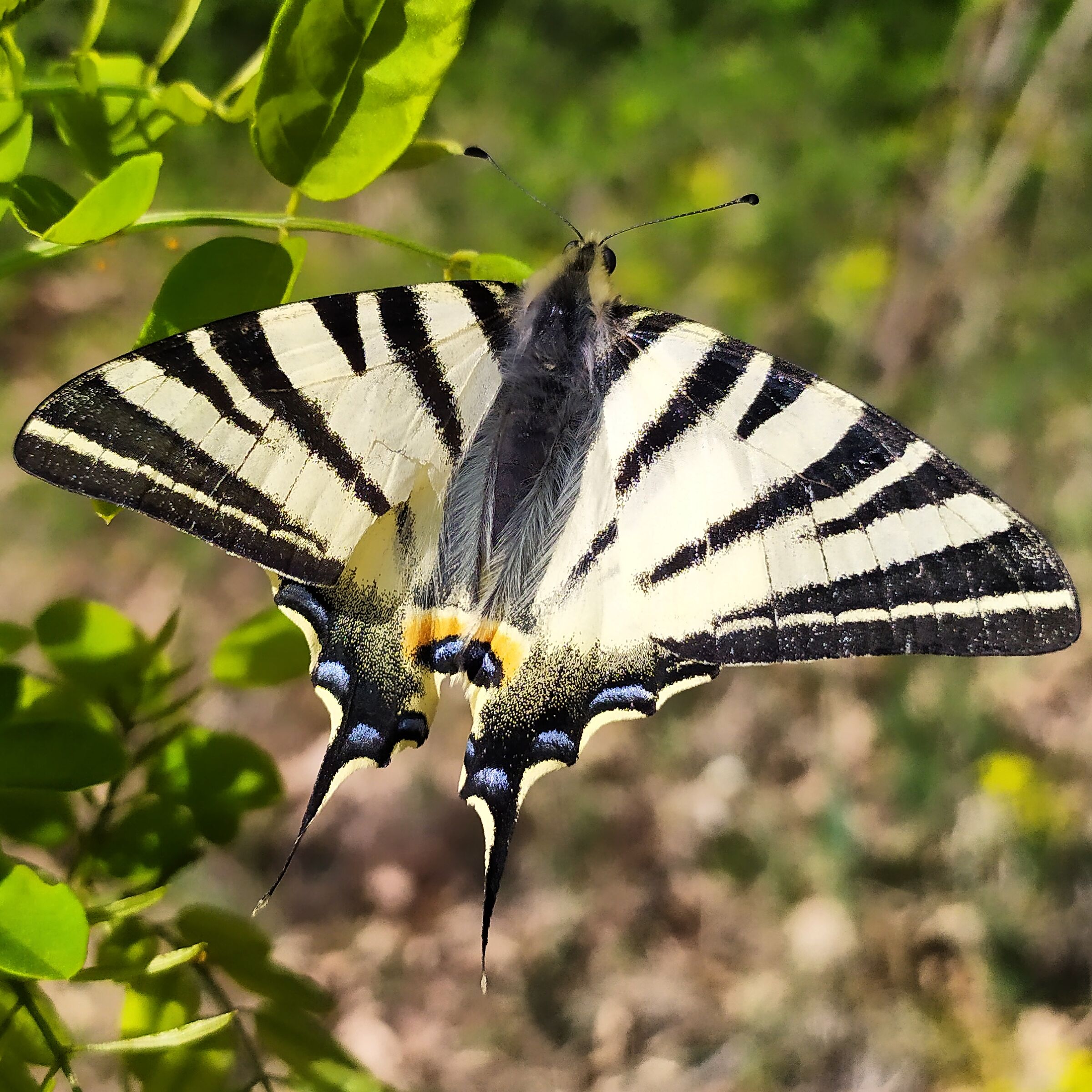 Farfalla Podalirio (coda di rondine)