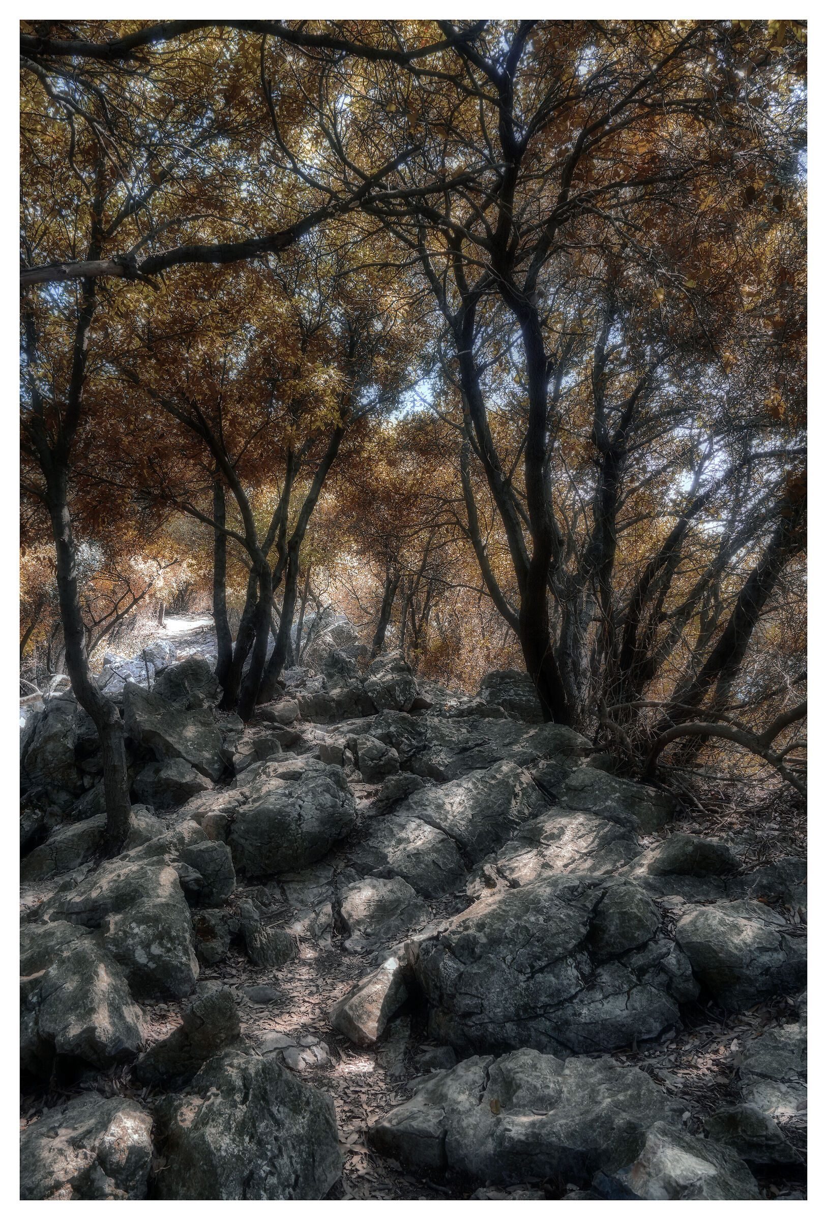 The Forest on the Rocks