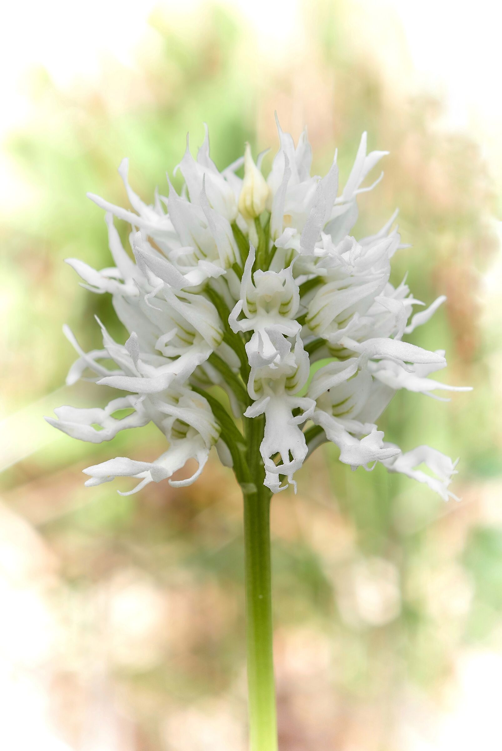 Albino Italic Orchis