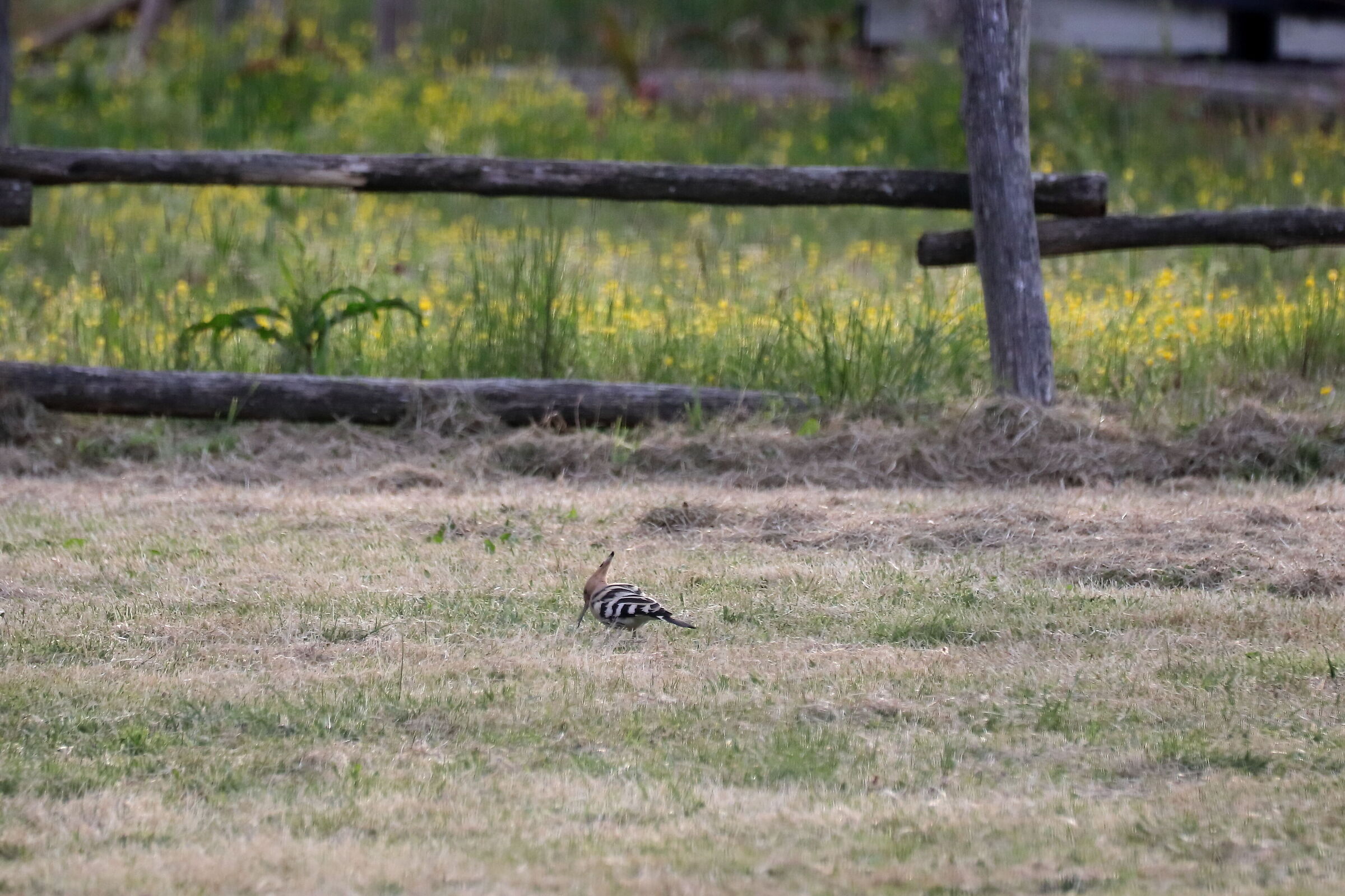 Upupa, Coltano Nature Park