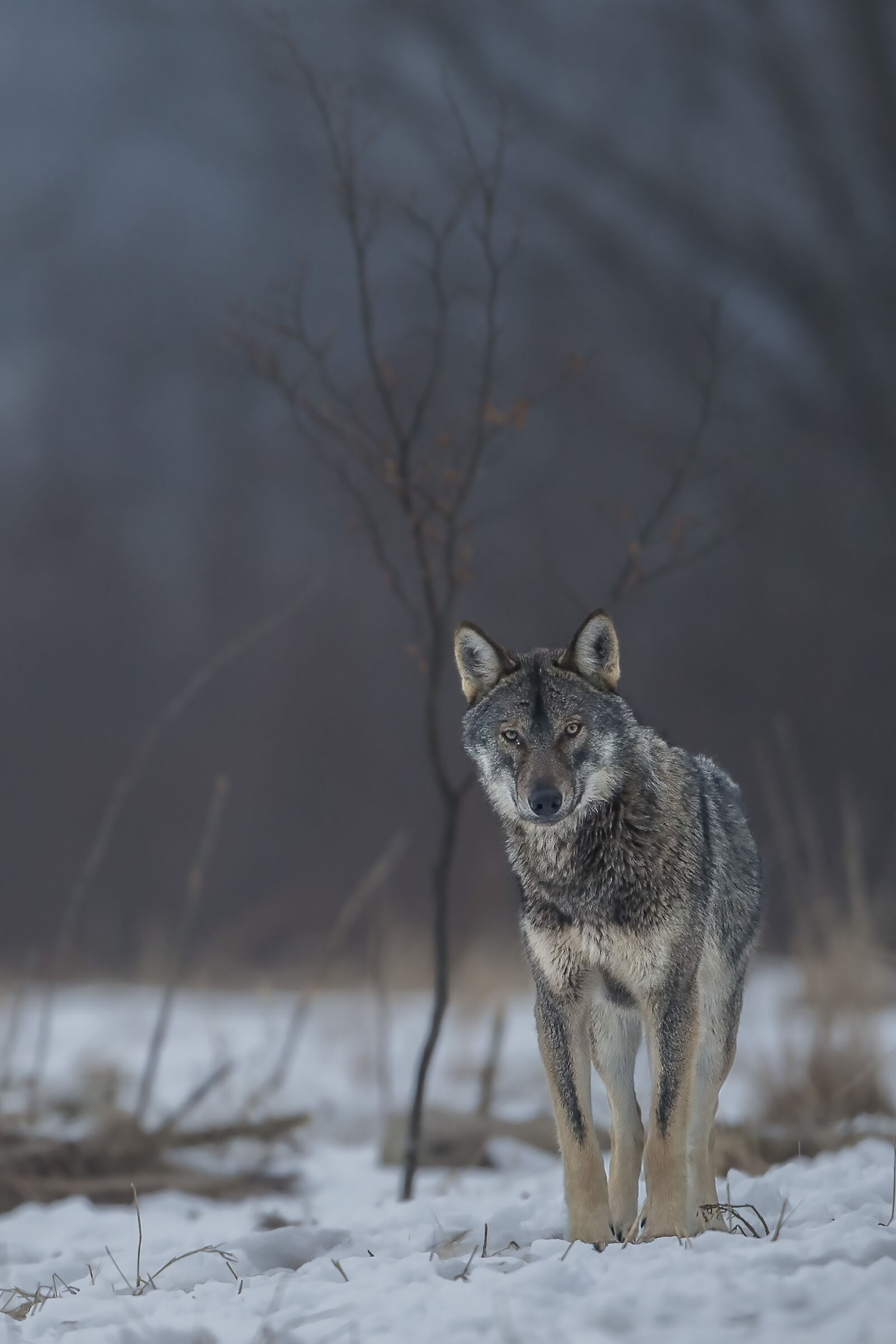 Once upon a time... a Wolf