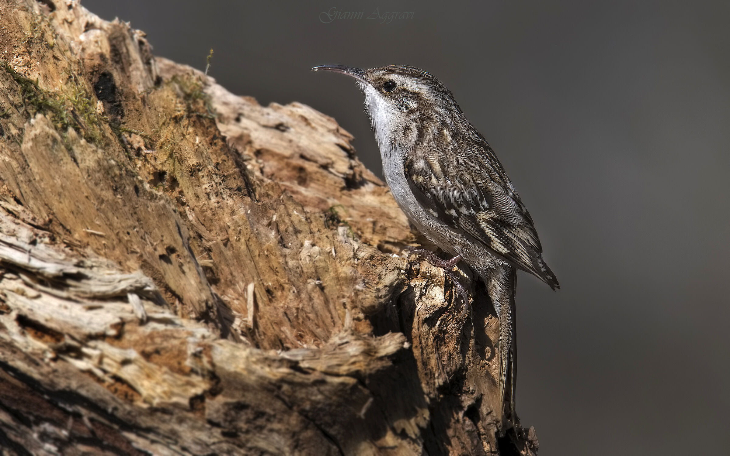 Grapple (Certhia brachydactyla)