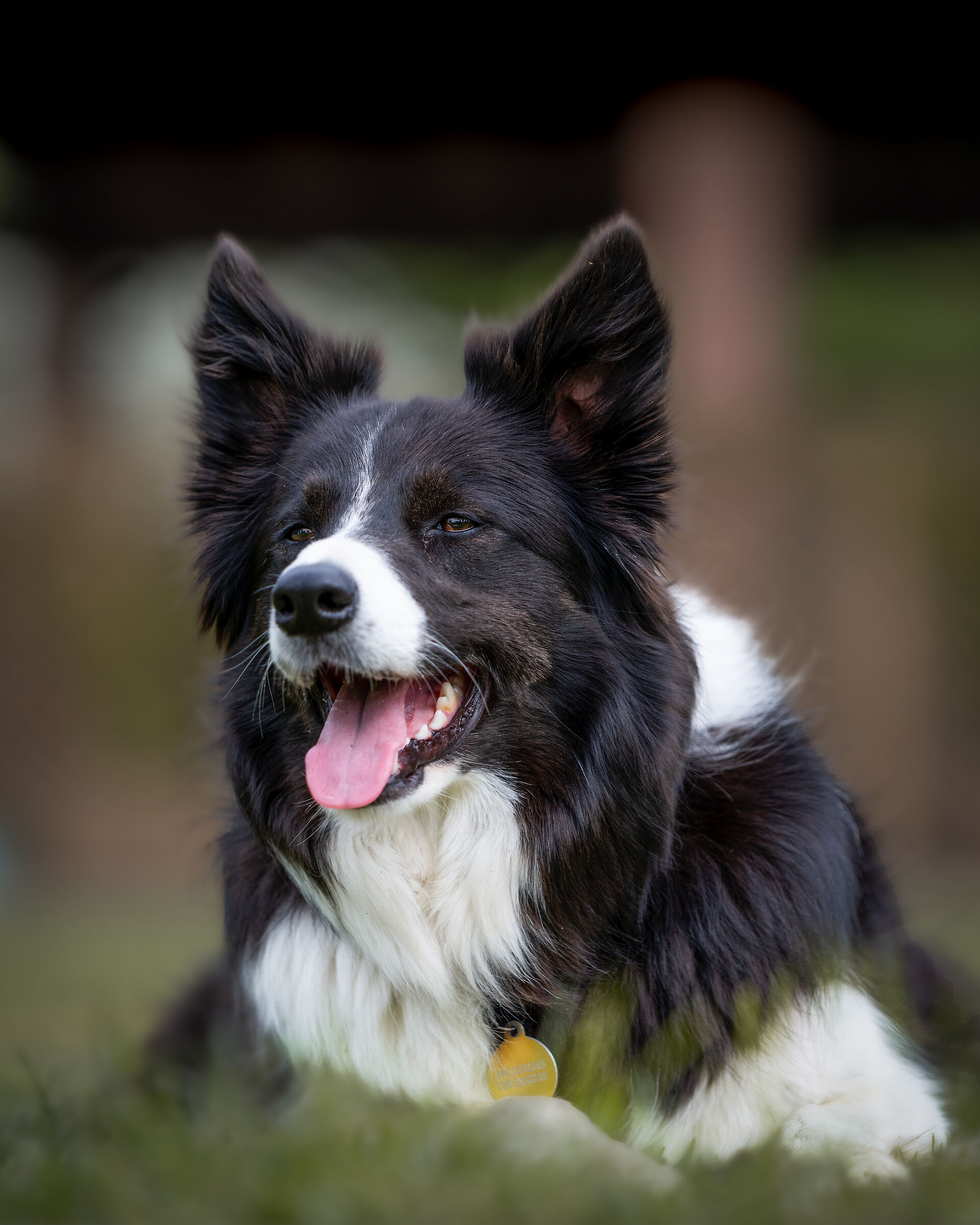 Border Collie, 19
