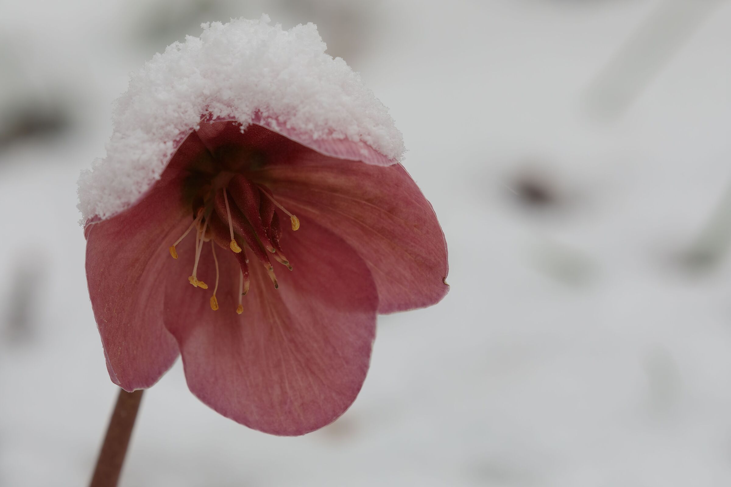 Spring Flowers, Whiteout