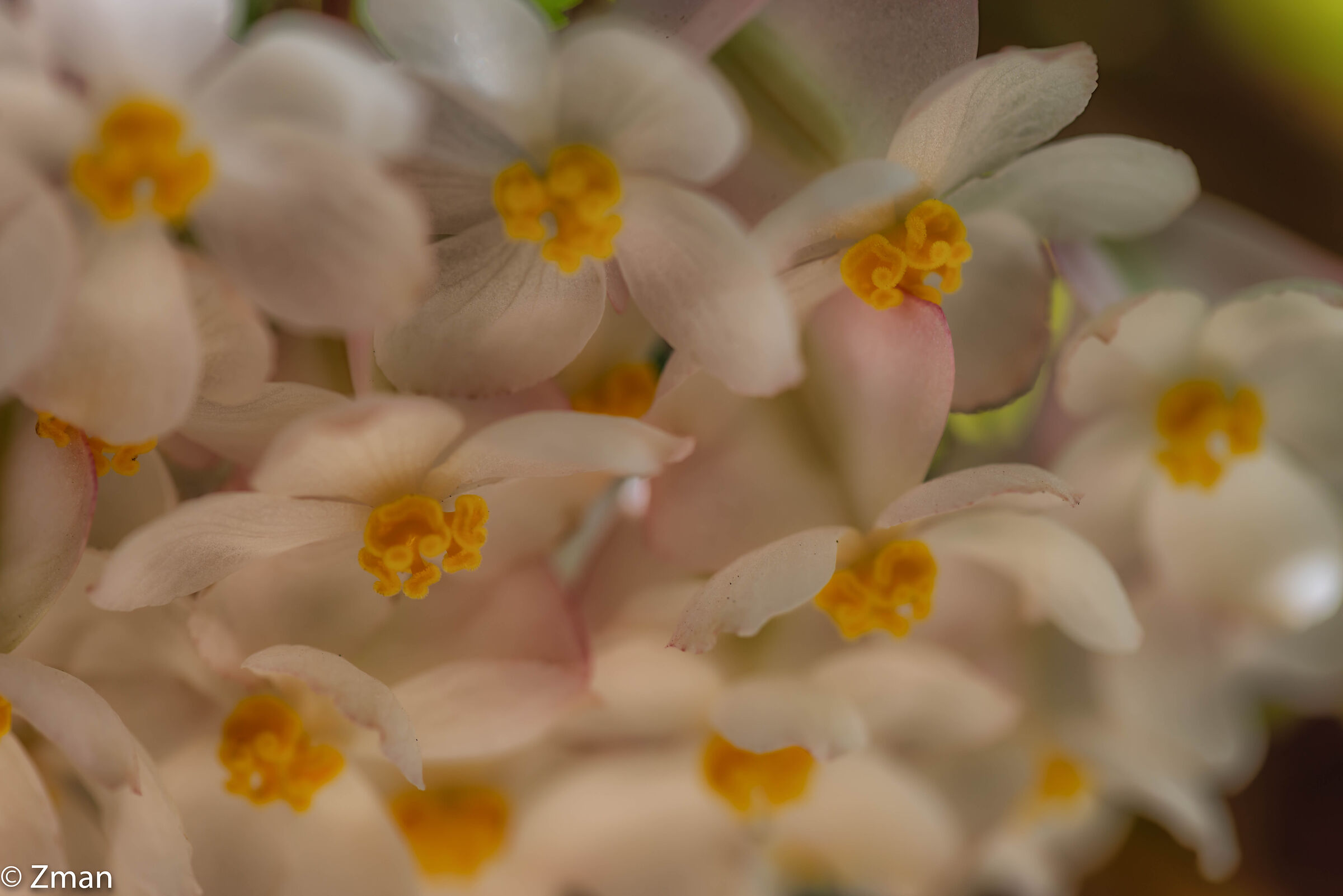 Wax Begonia Flowers