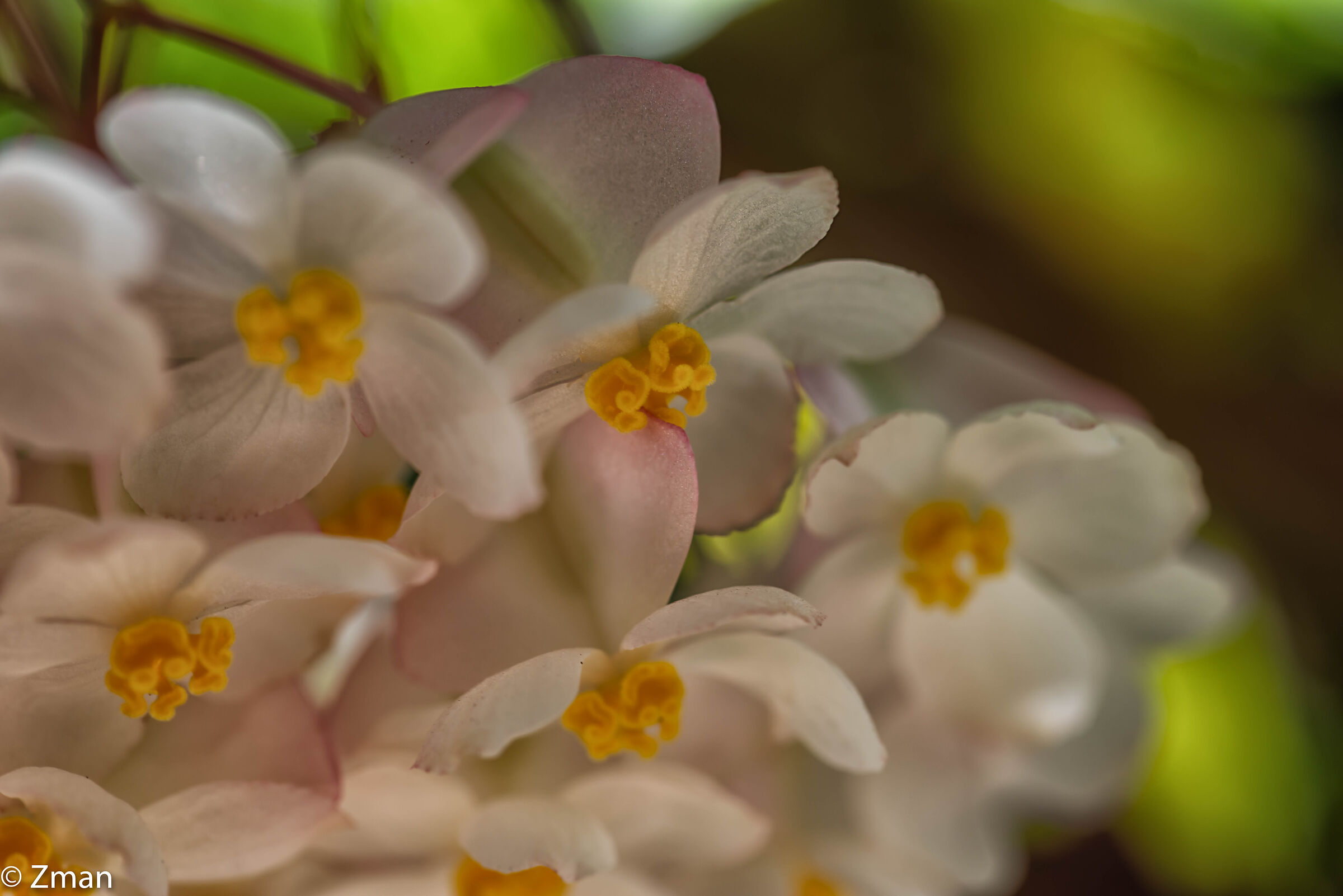 Wax Begonia Flowers