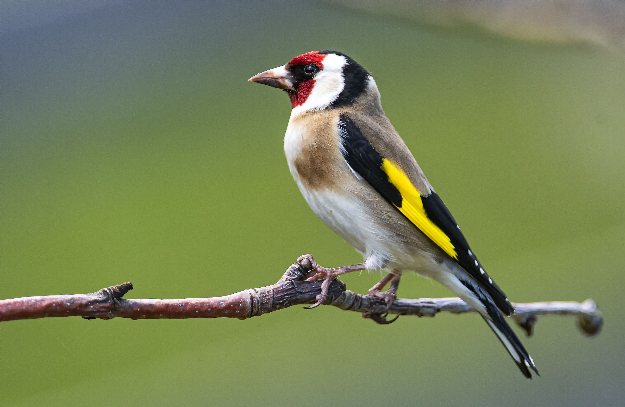 Goldfinch - Portrait