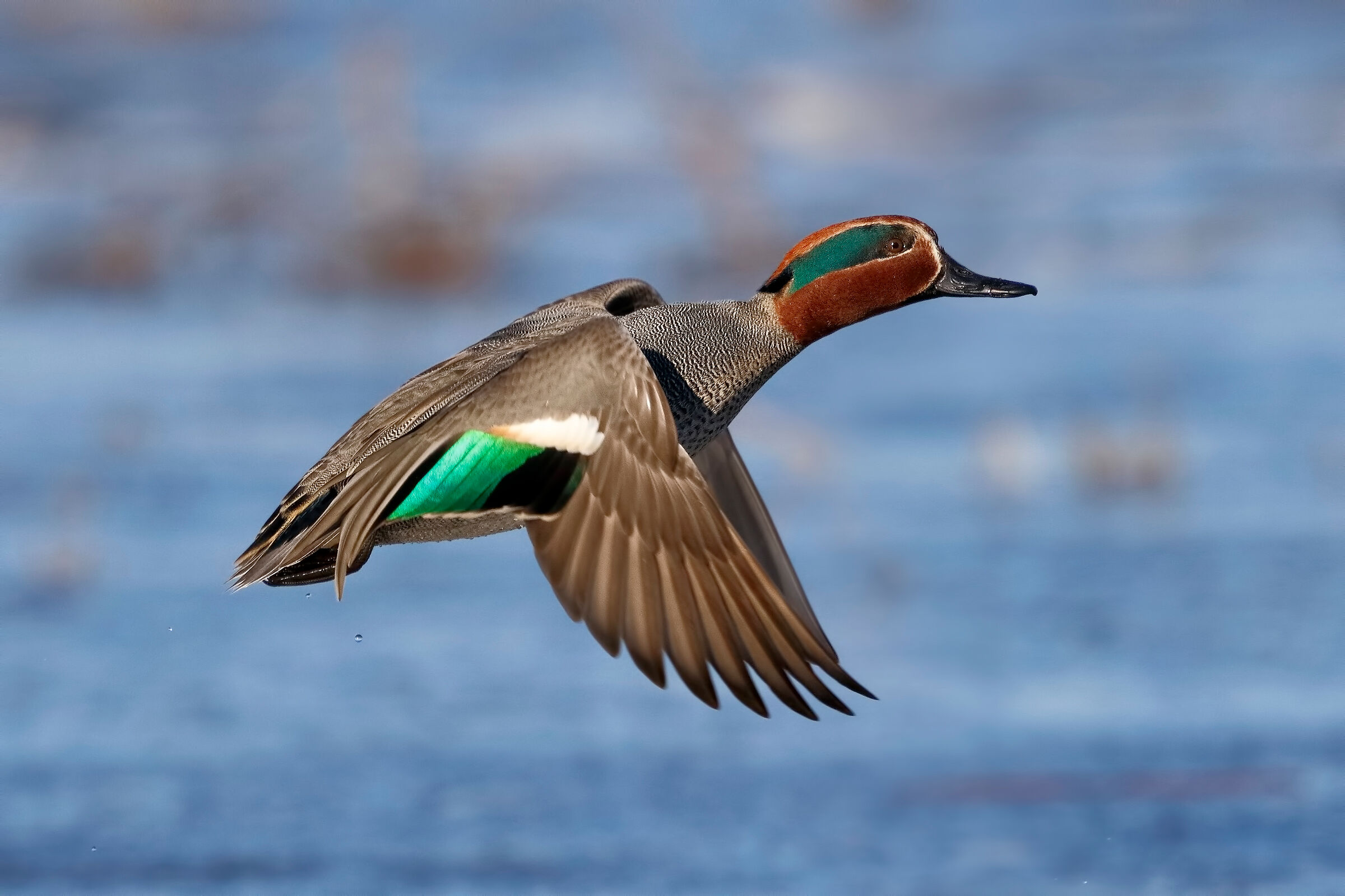 Teal