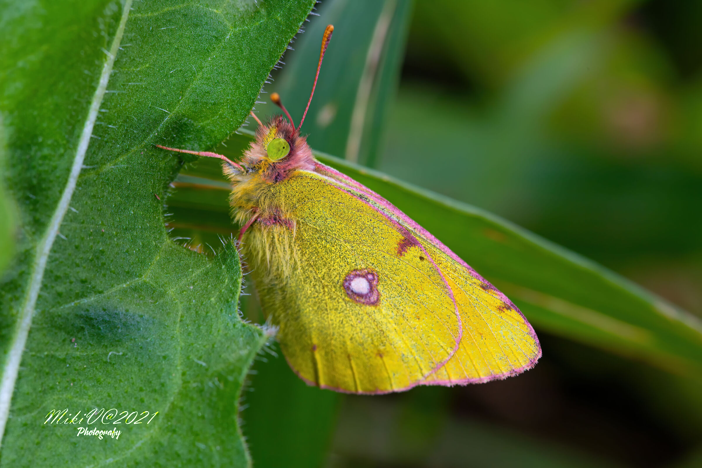 Colias alfacariensis