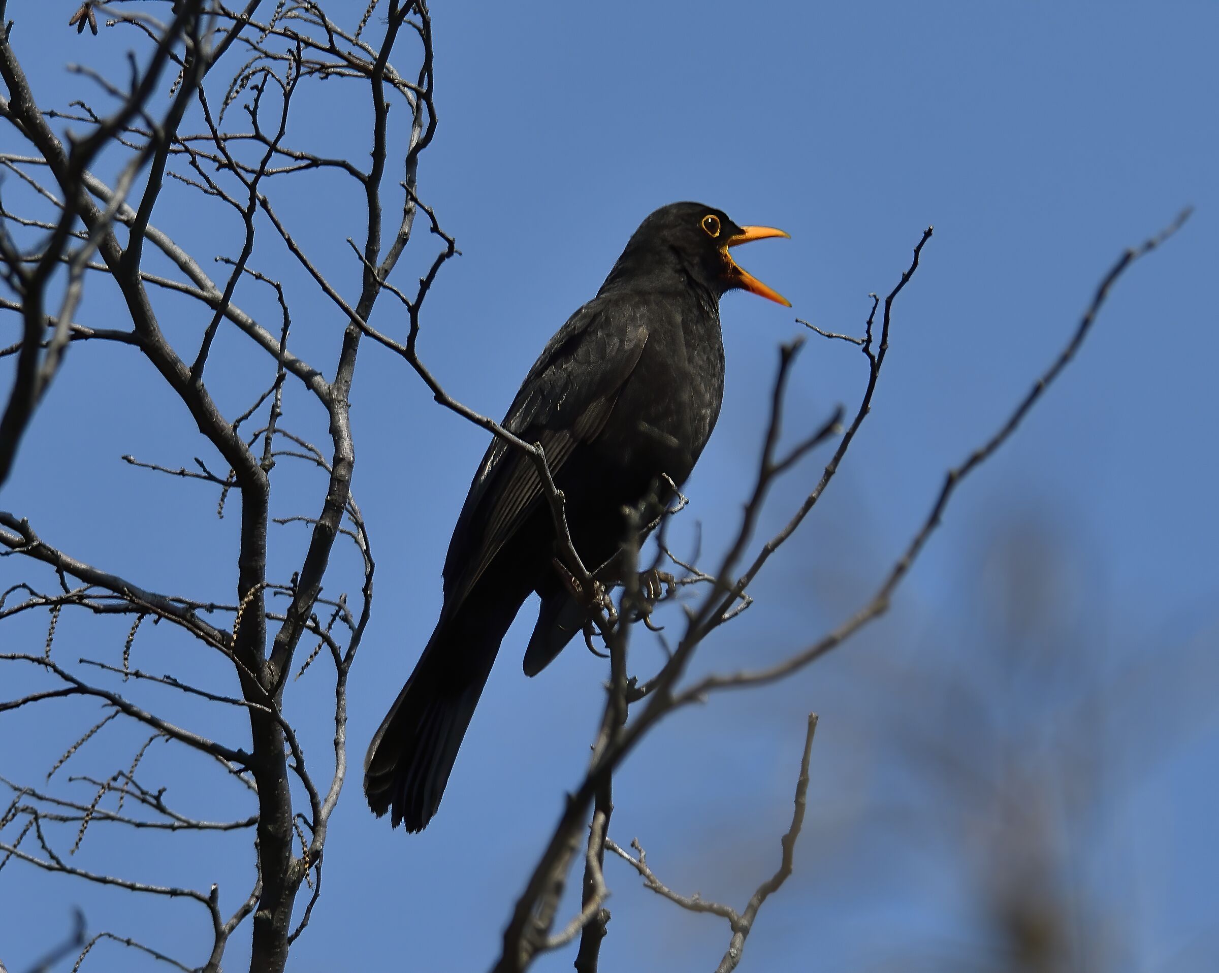 The singing friend...