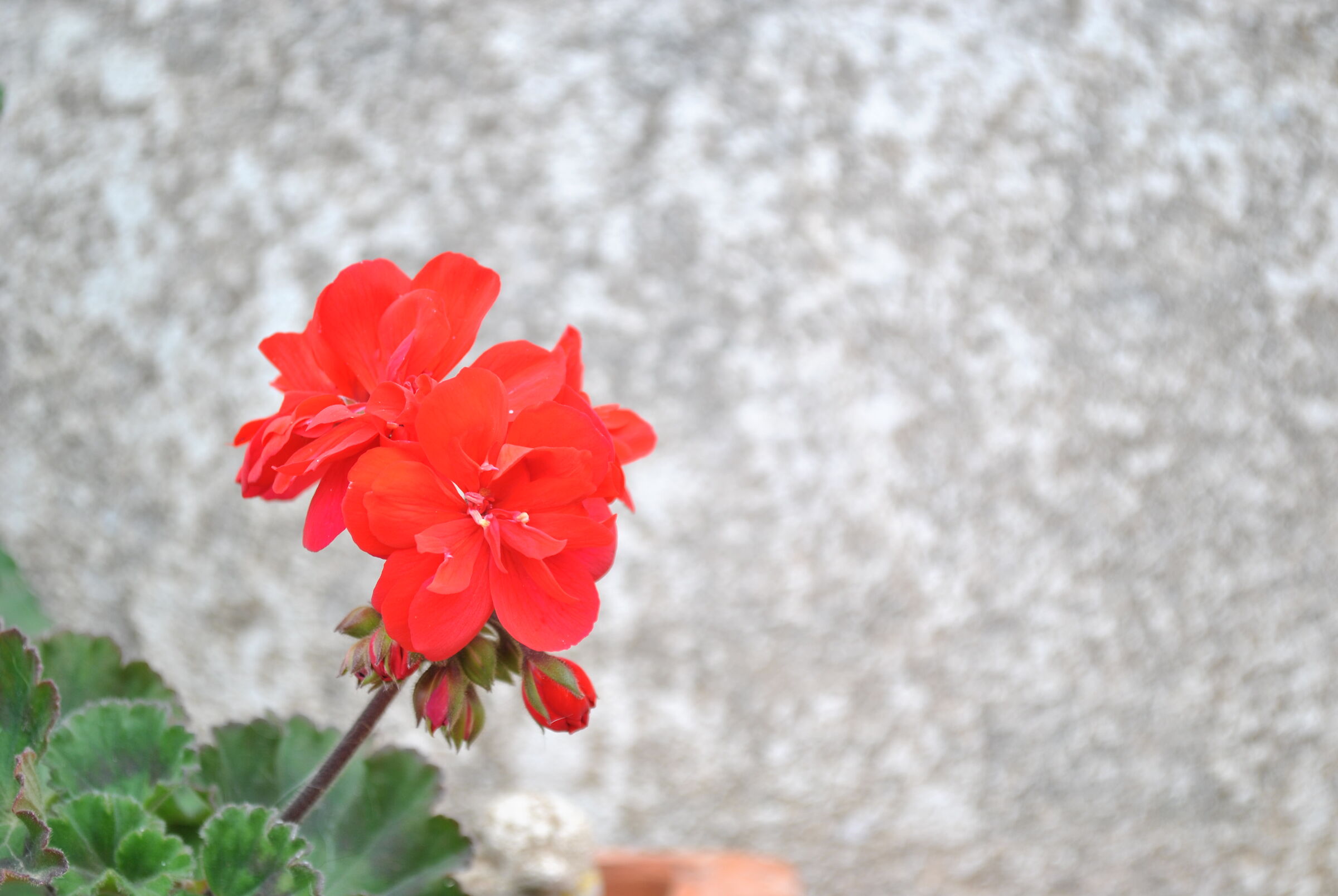 Passione II