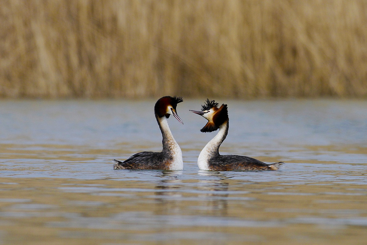 non so pavone però pavoneggio