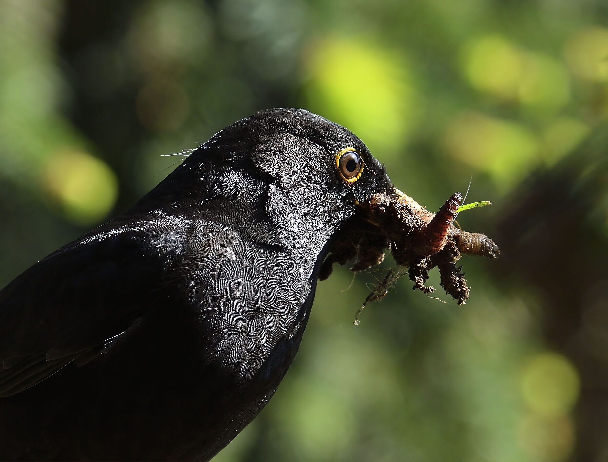 Grande abbuffata....