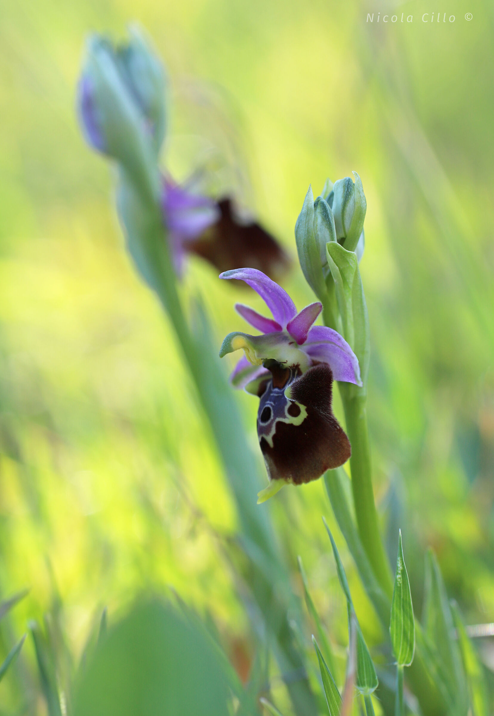 Ophrys holosericea subsp. apulic