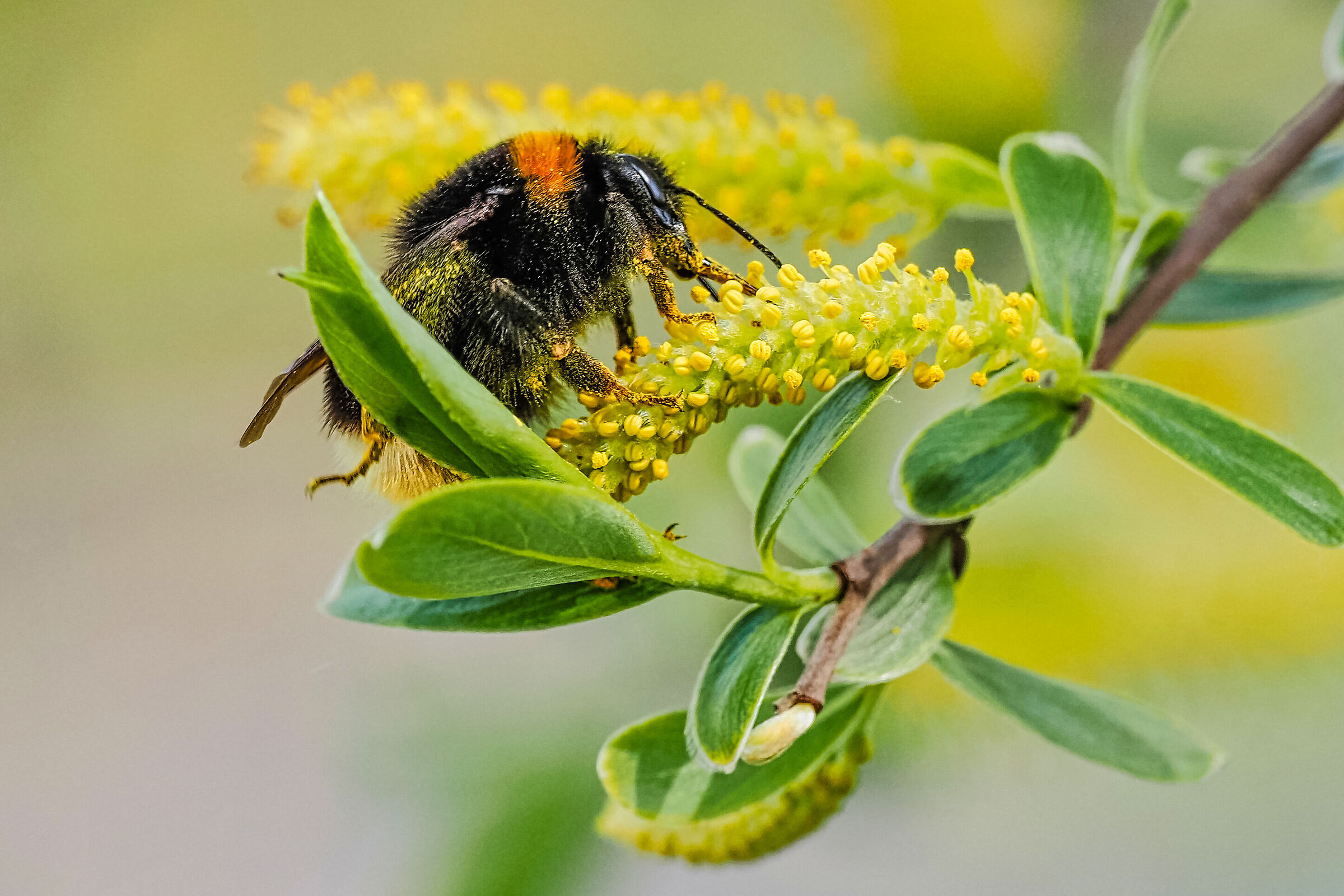 hornet... pollinated!