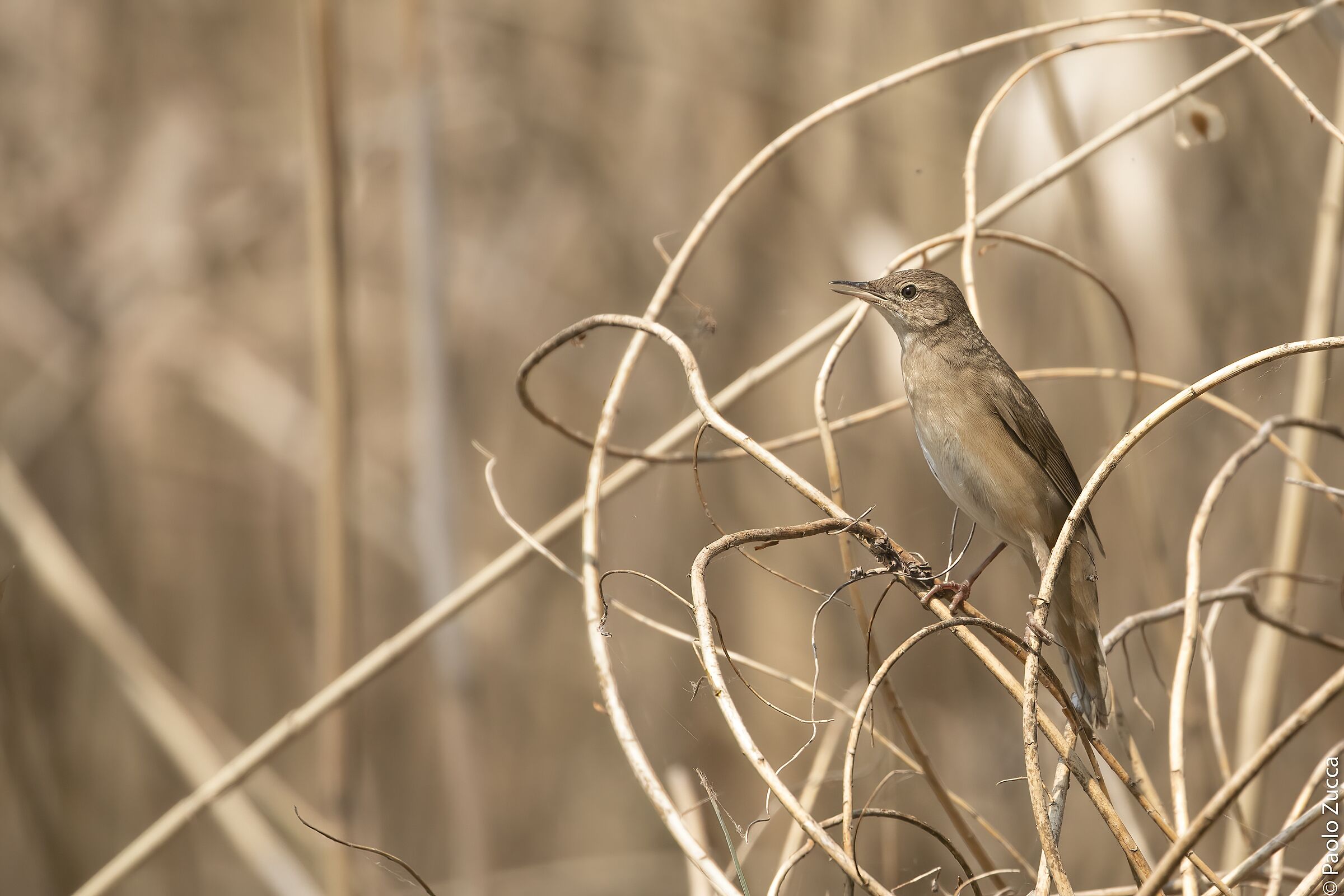 Salciaiola Municipality