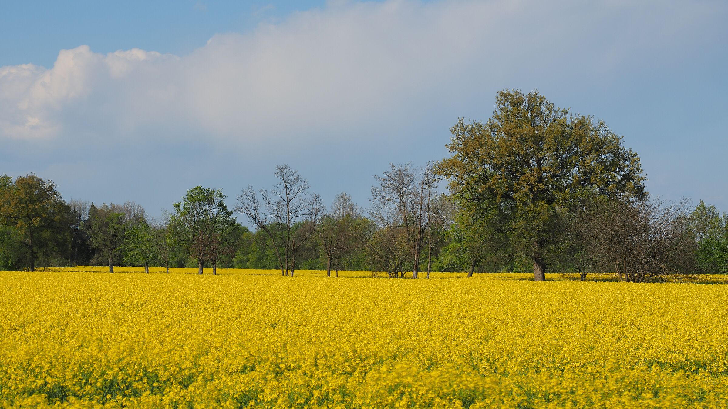 Guarda un pò la colza