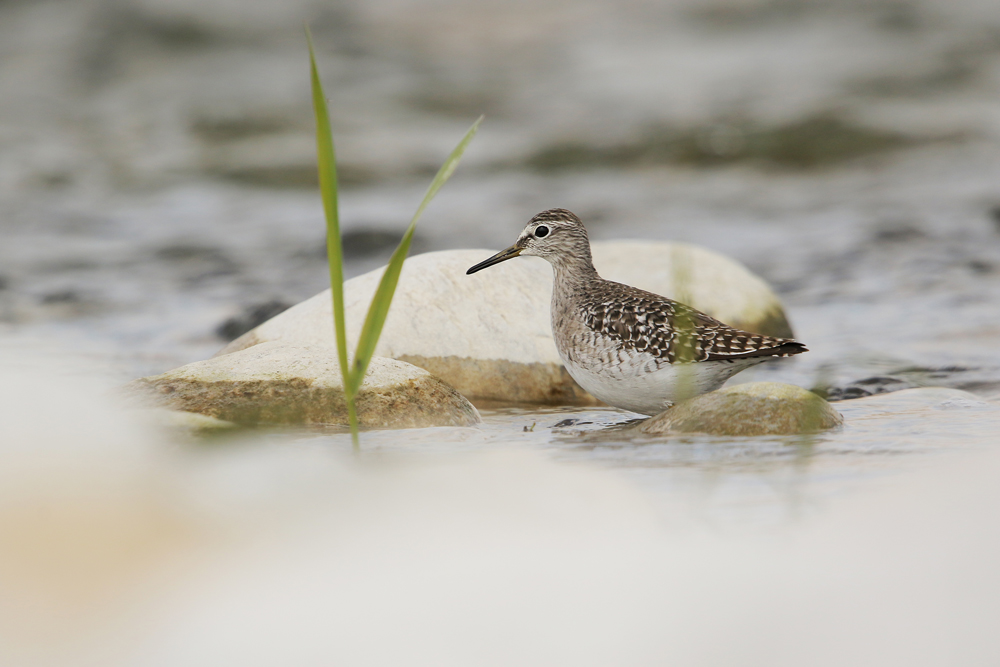 Piro Piro Boschereccio