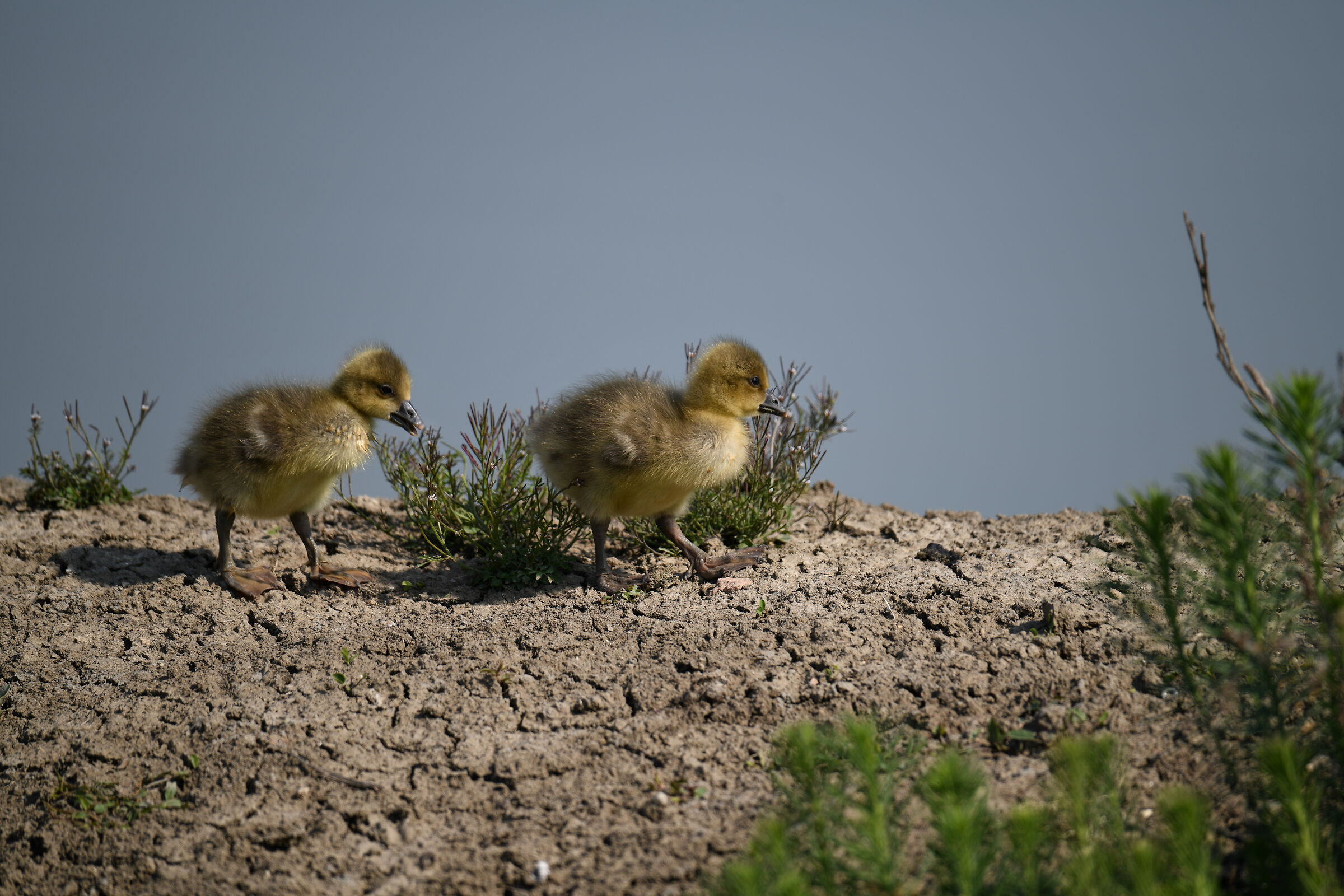 wild goose chicks