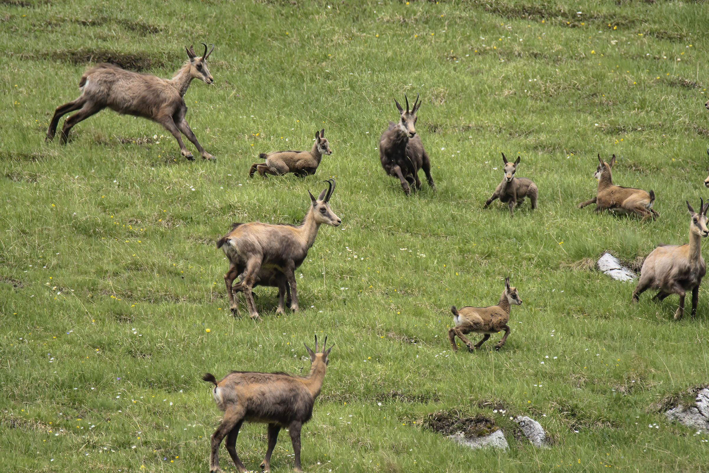 Parco giochi dei camosci