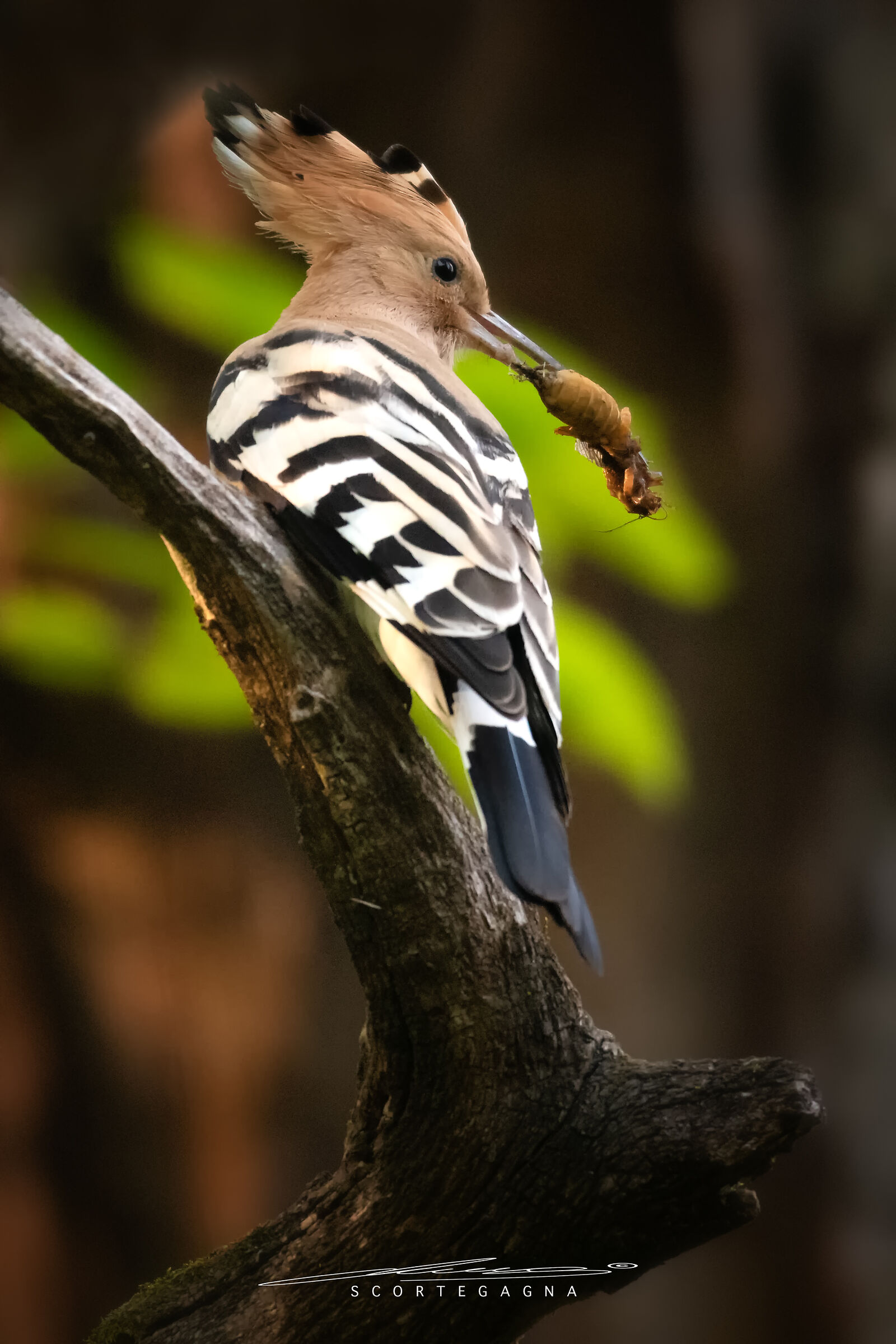 Upupa