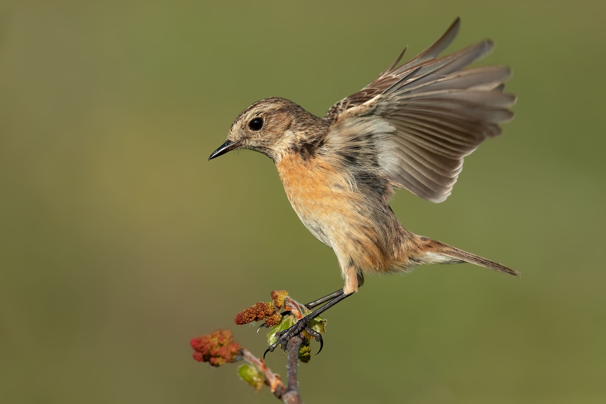 Saltimpalo - European Stonechat (f)