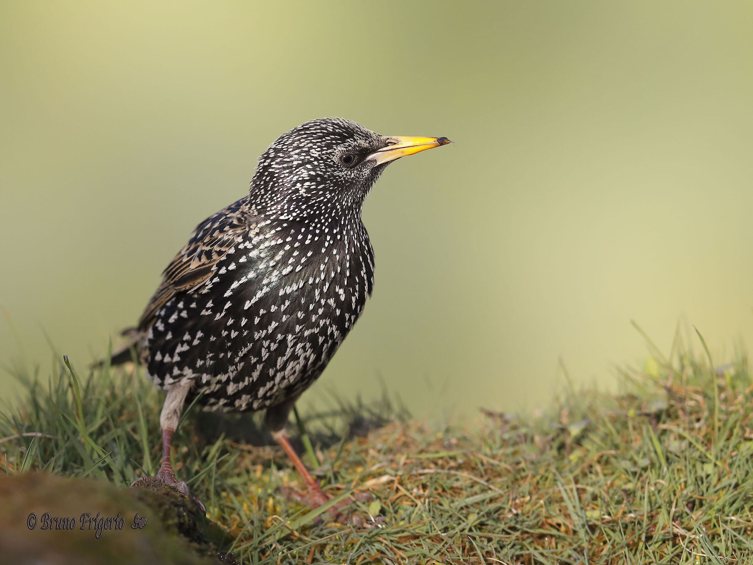 starling