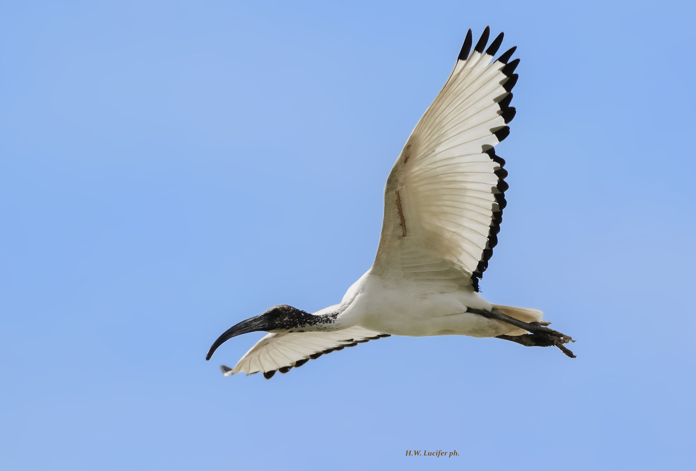 The invader from the south (or the west...?)