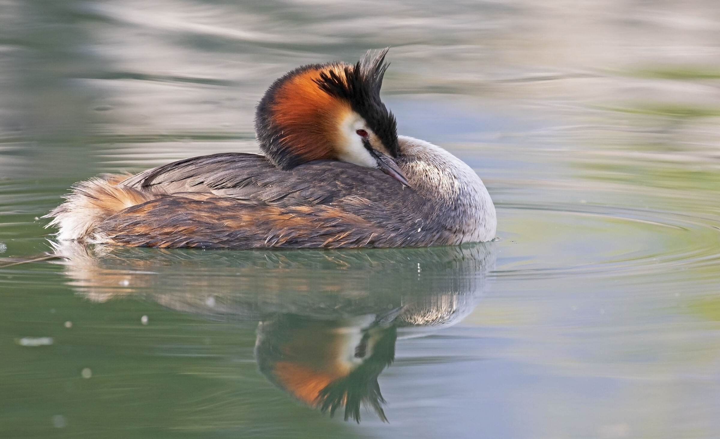 great crested grebe