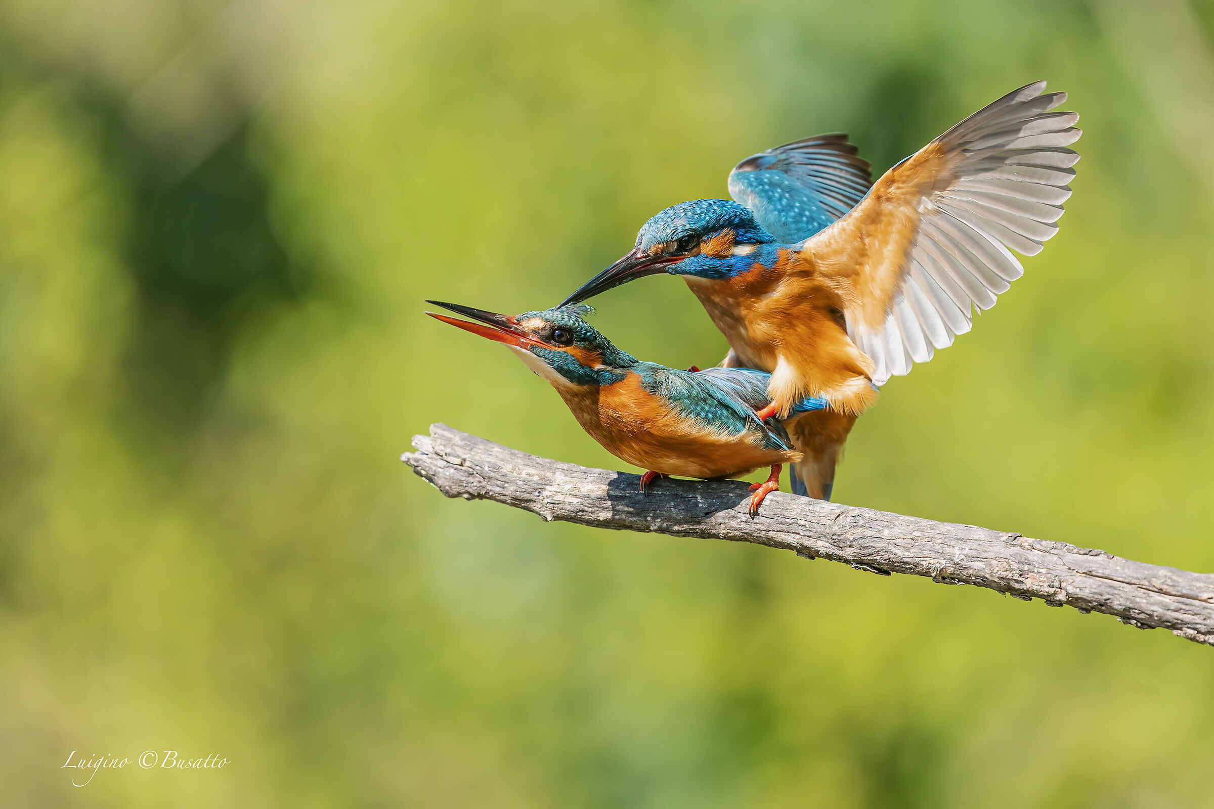 Kingfisher mating