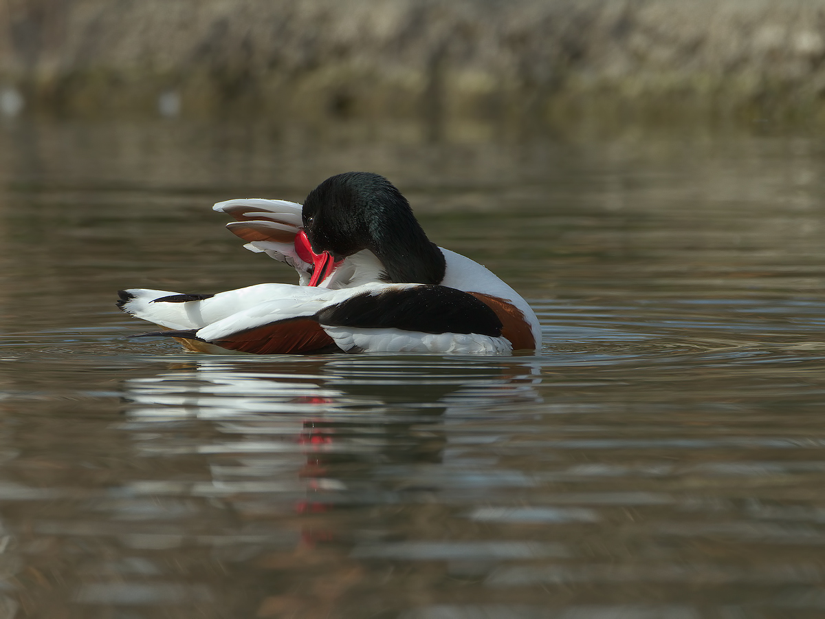 shelduck