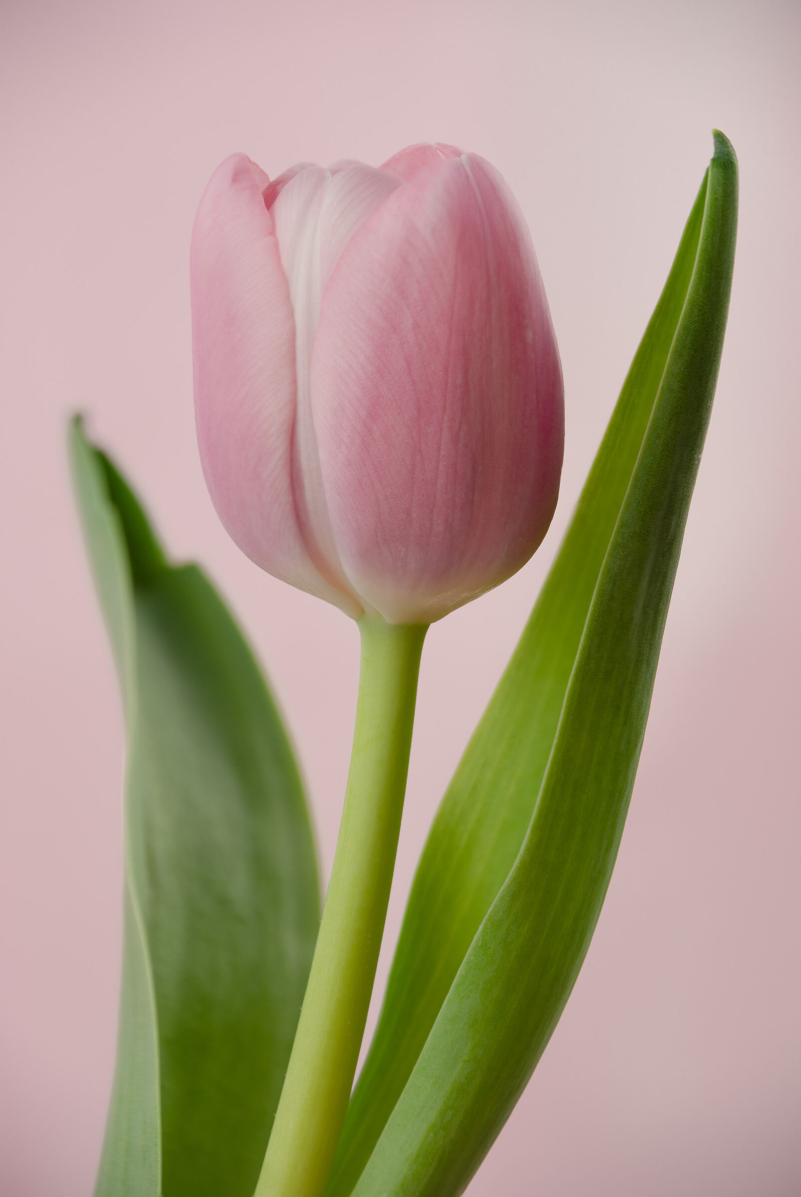 Pink tulip