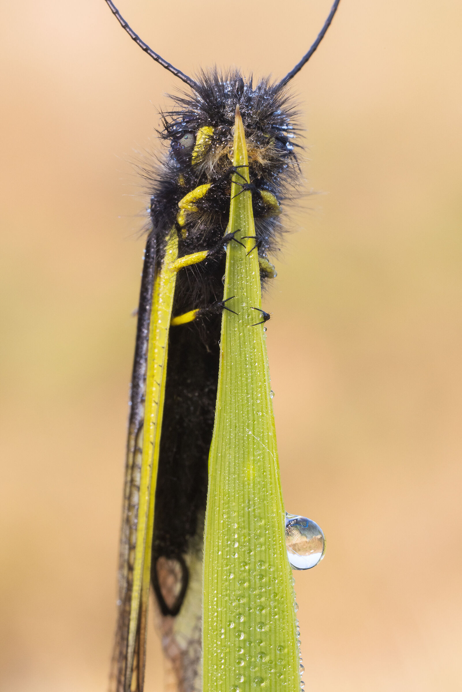 Coccajus's libelloides