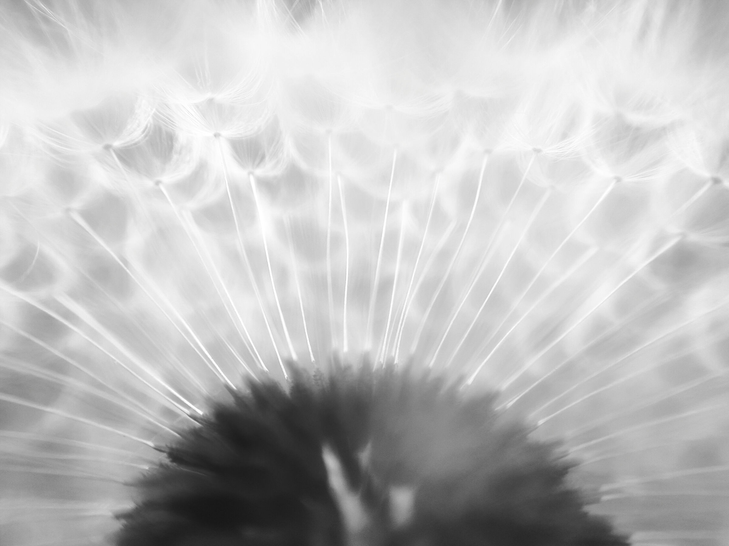 Inside a dandelion